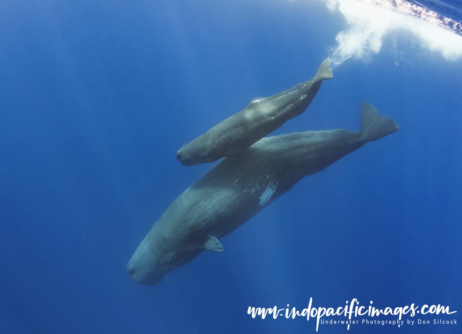 Addictive Big Animal Diving with Don Silcock 8 Azores, Sperm Whale Calf.jpg