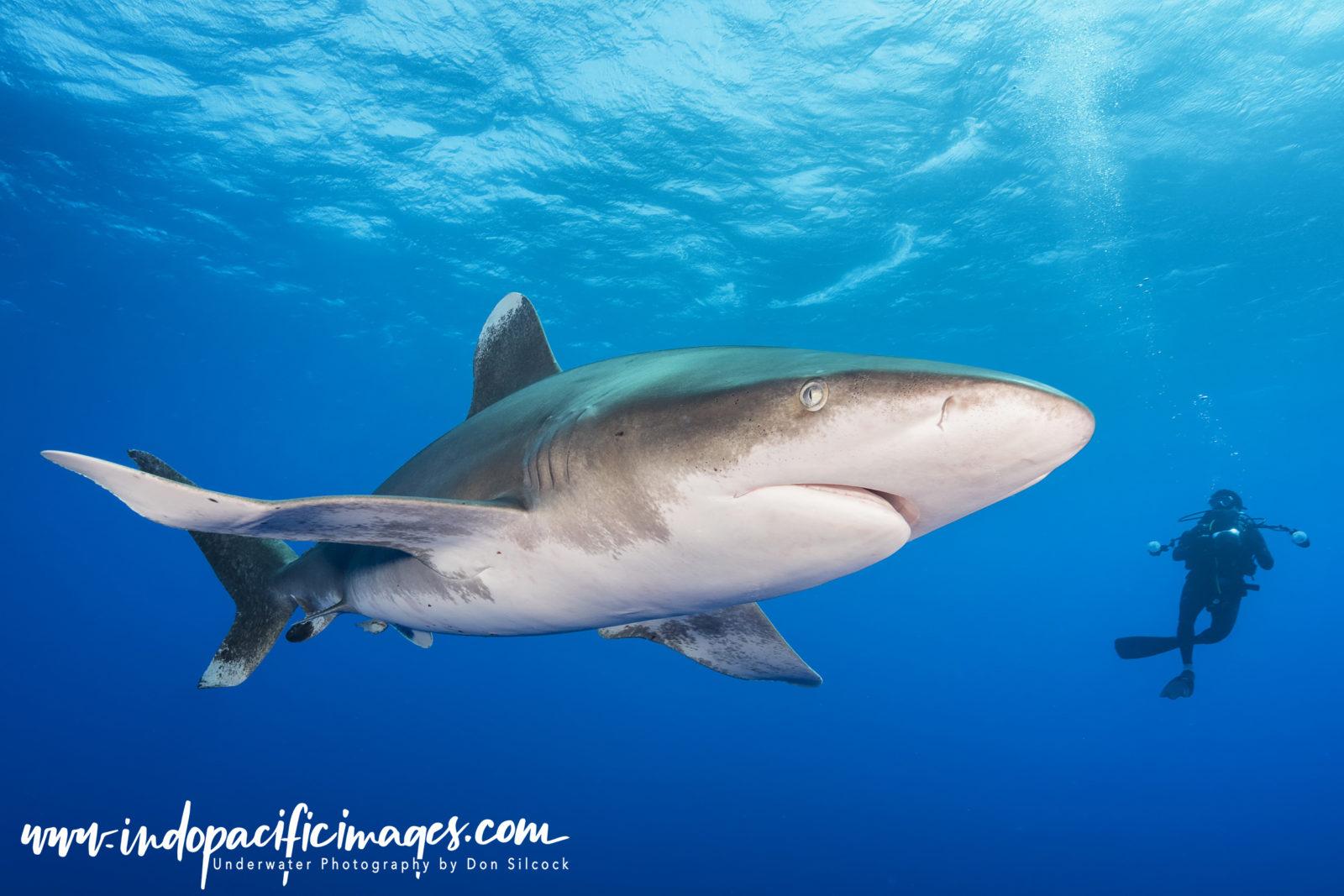 Addictive Big Animal Diving with Don Silcock 9 Bahamas, Oceanic White Tip