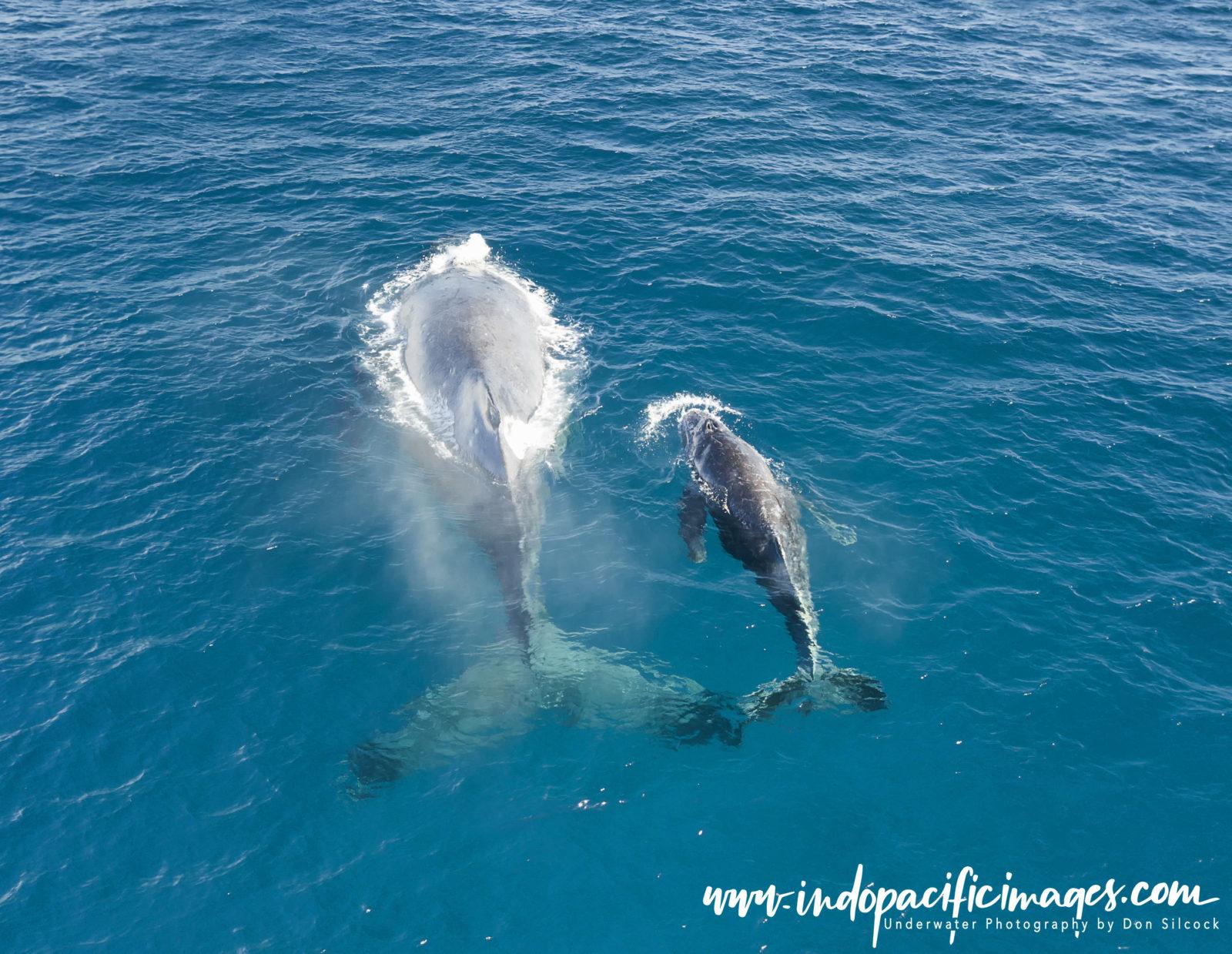 Addictive Big Animal Diving with Don Silcock 6 Japan, Humpback Whale