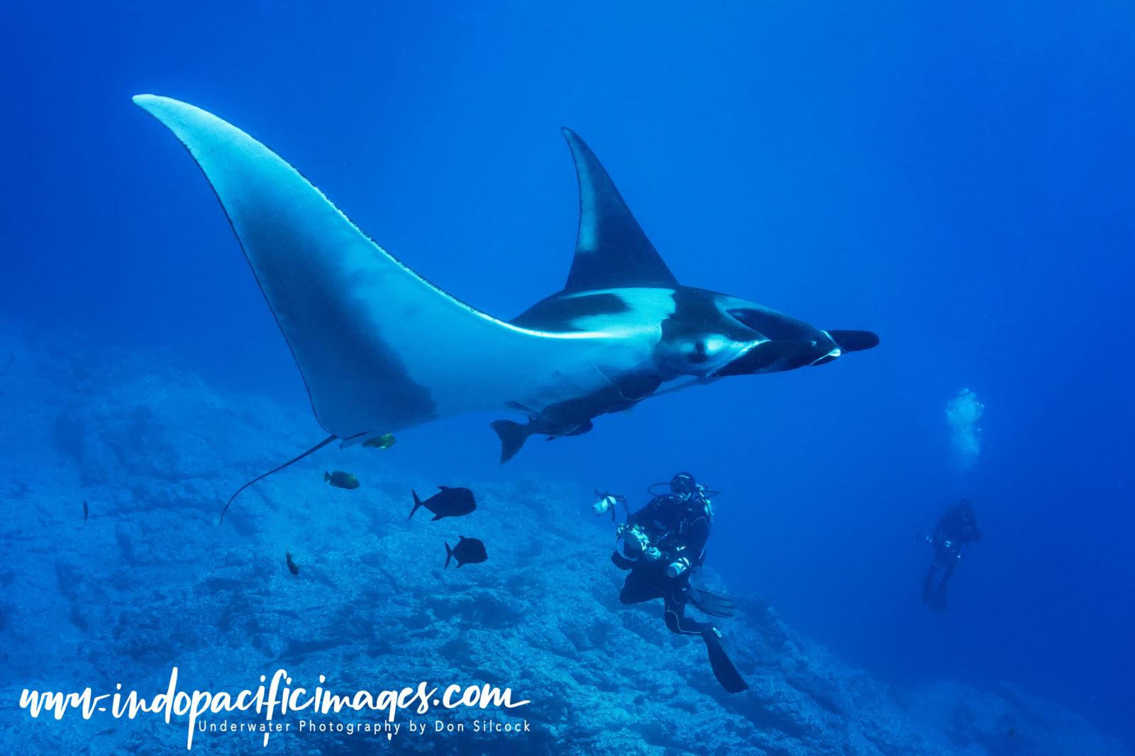 Addictive Big Animal Diving with Don Silcock 4 Mexico, Giant Oceanic Manta