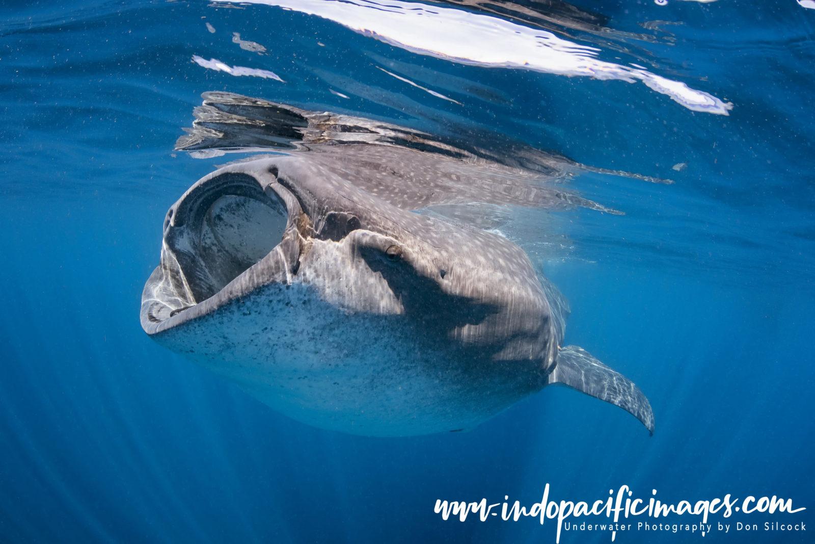 Addictive Big Animal Diving with Don Silcock 1 Mexico, Whale Shark Feeding