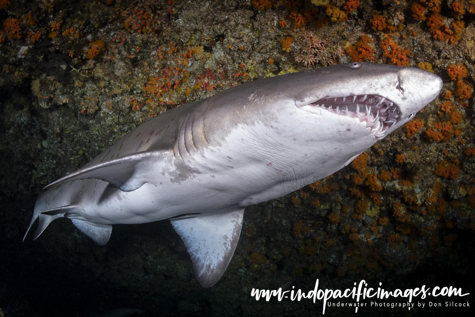 Addictive Big Animal Diving with Don Silcock 5 South Africa, Ragged Tooth Shark