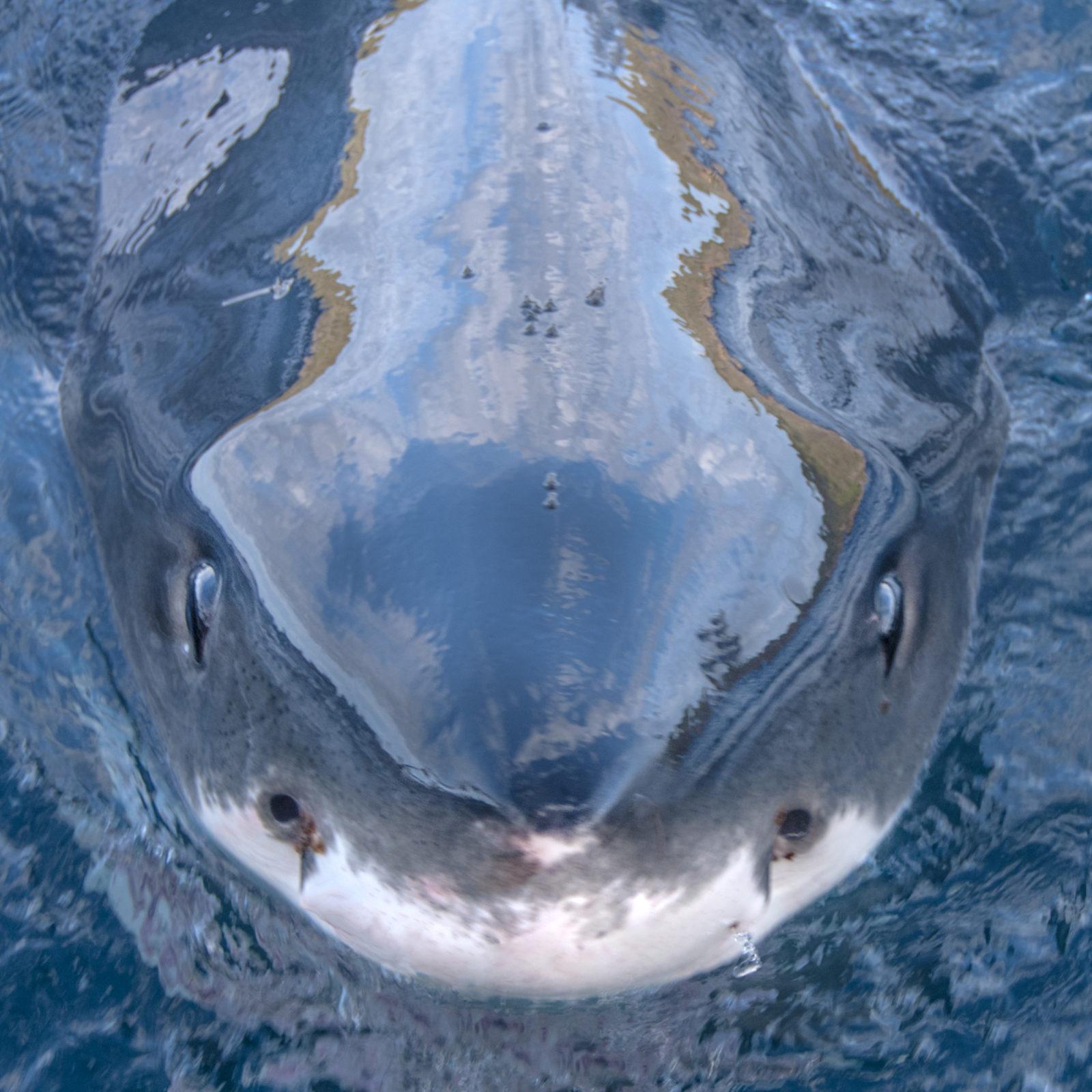 Rodney Fox Shark Expeditions Q&A 4 Legendary Rodney Fox Shark Expeditions Q & A