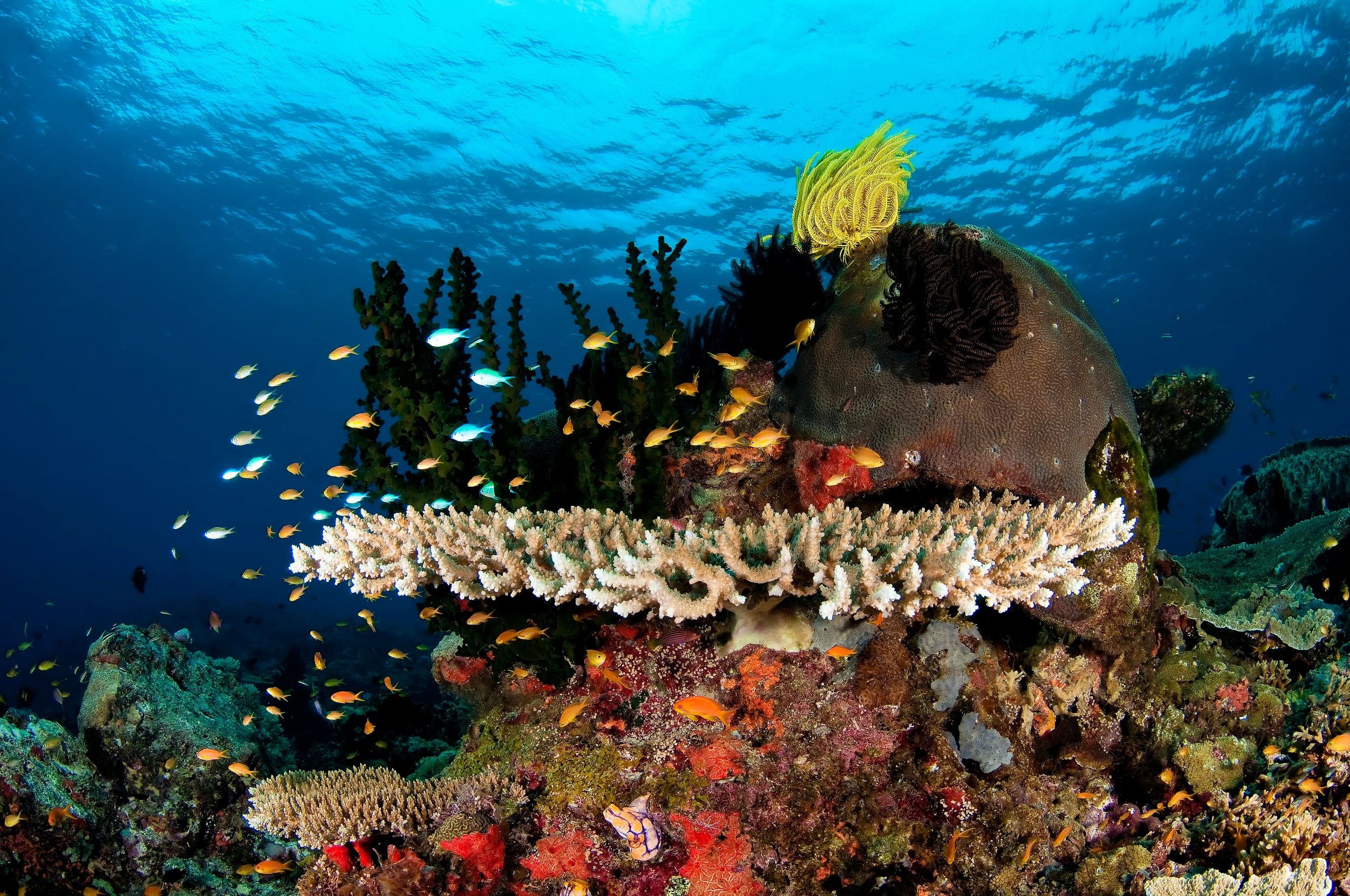 Spectacular New Guinea Island