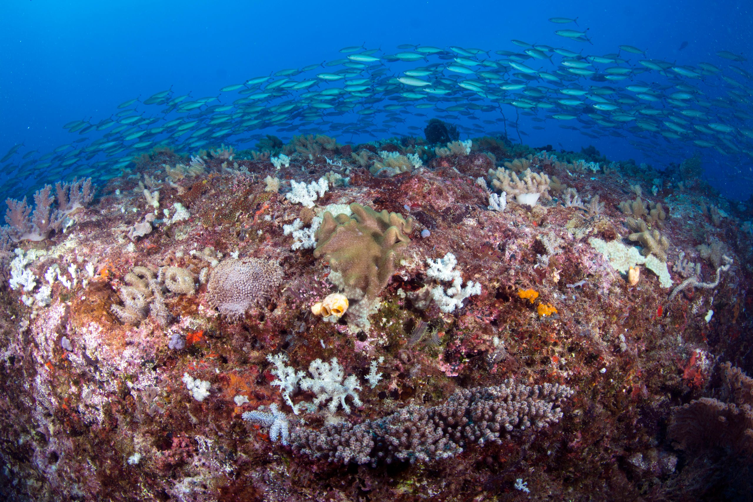 Scuba Diving the Ribbon Reefs Cairns Part 3