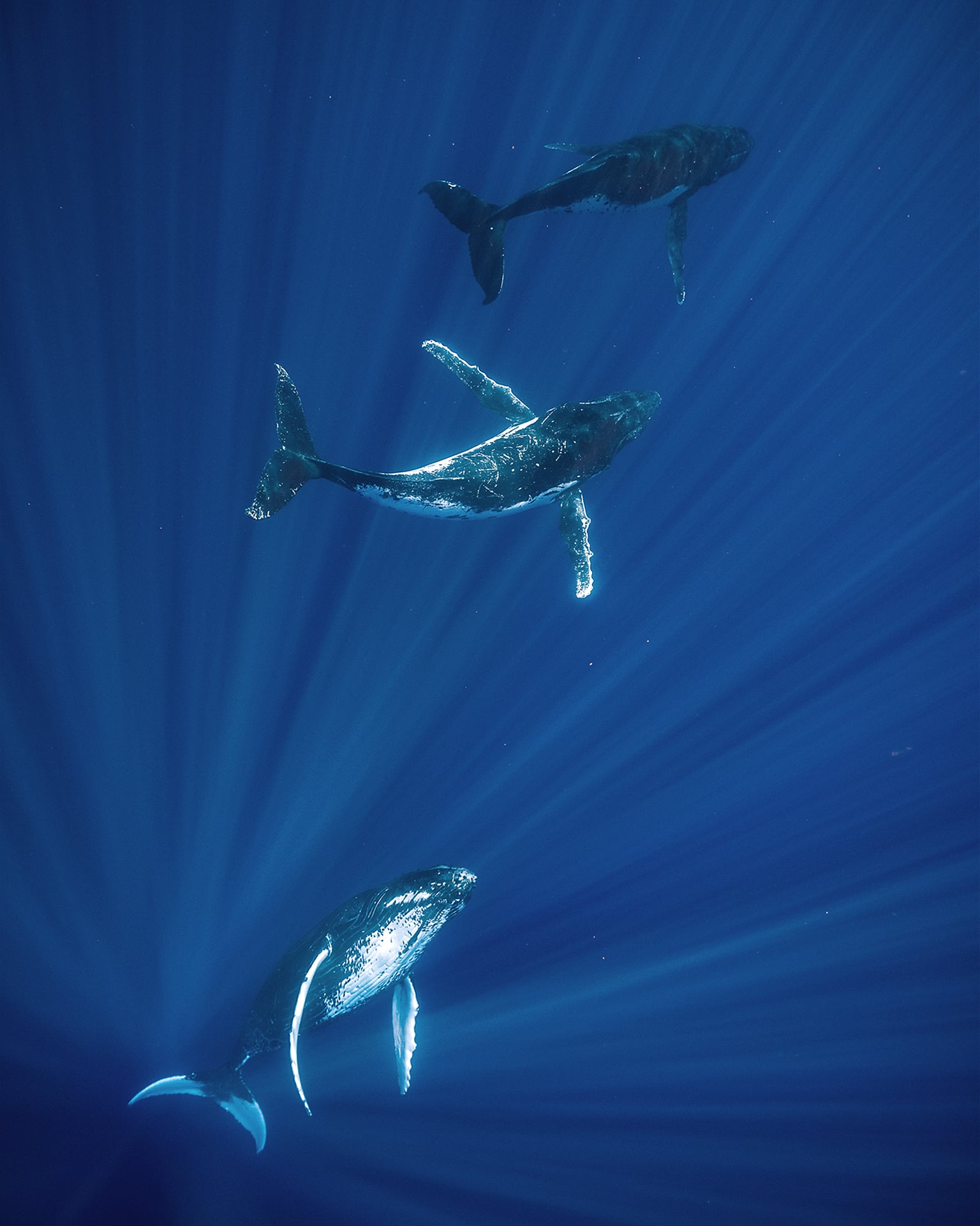 Swimming with Gentle Giants of Moorea 5 Swimming with Gentle Giants