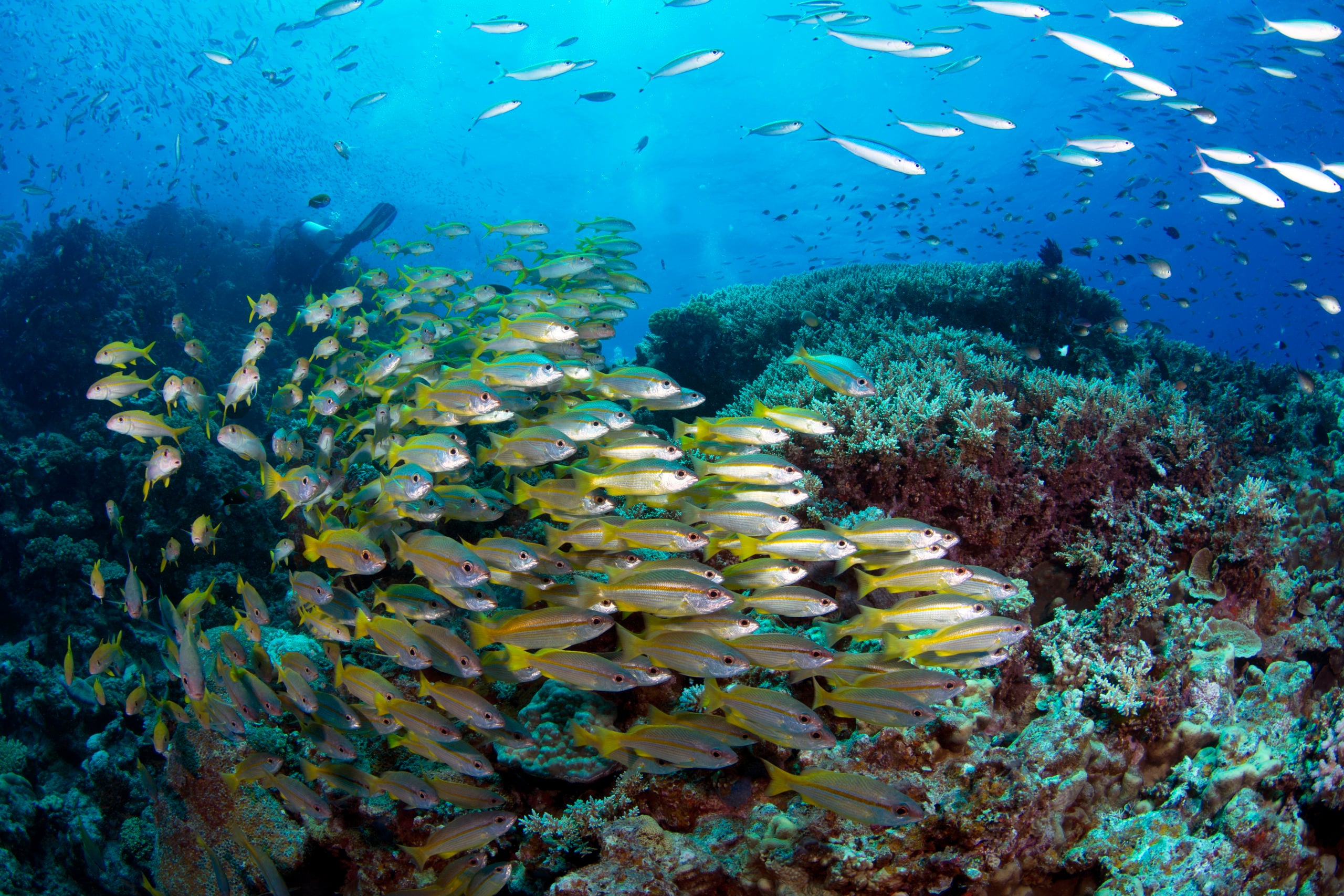 Scuba Diving the Ribbon Reefs Cairns Part 3