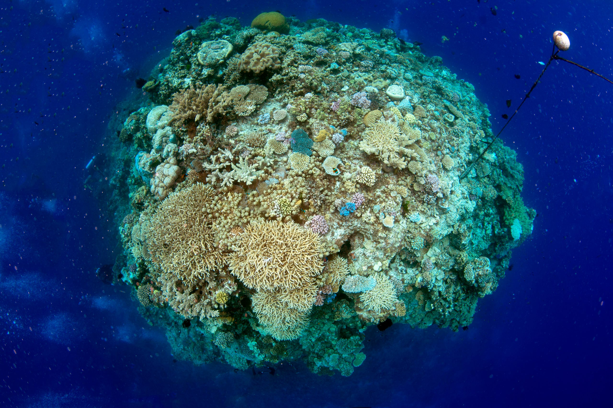Scuba Diving the Ribbon Reefs Cairns Part 3