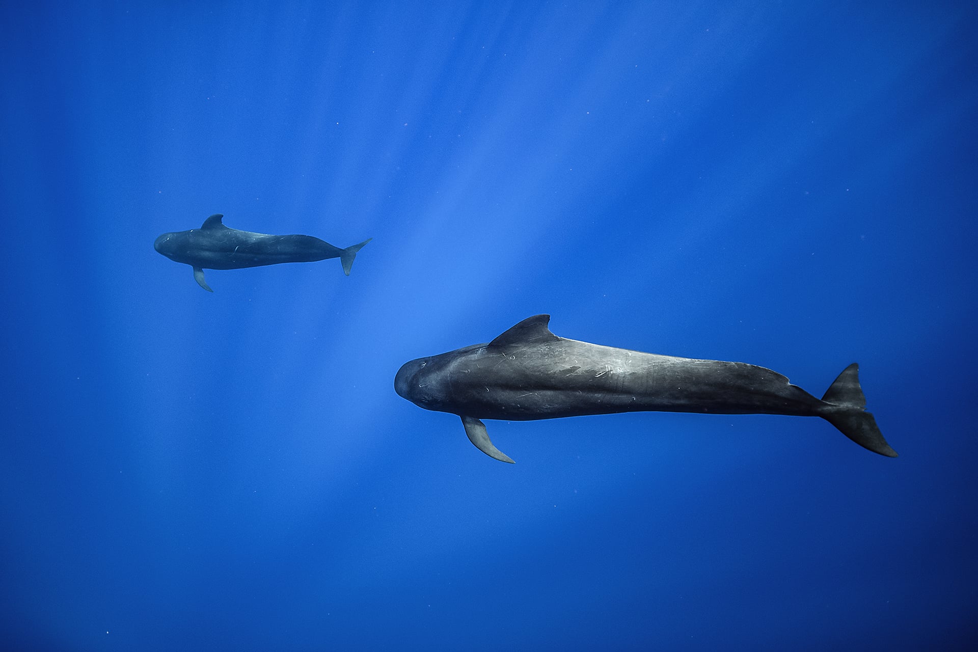 Swimming with Gentle Giants of Moorea 12 Swimming with Gentle Giants