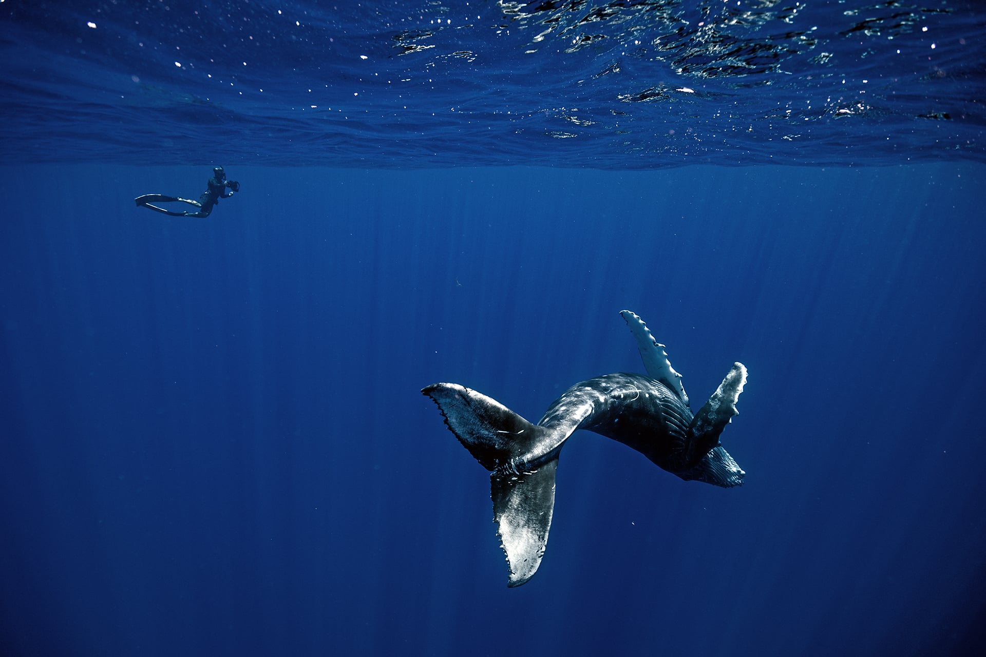 Swimming with Gentle Giants of Moorea 11 Swimming with Gentle Giants