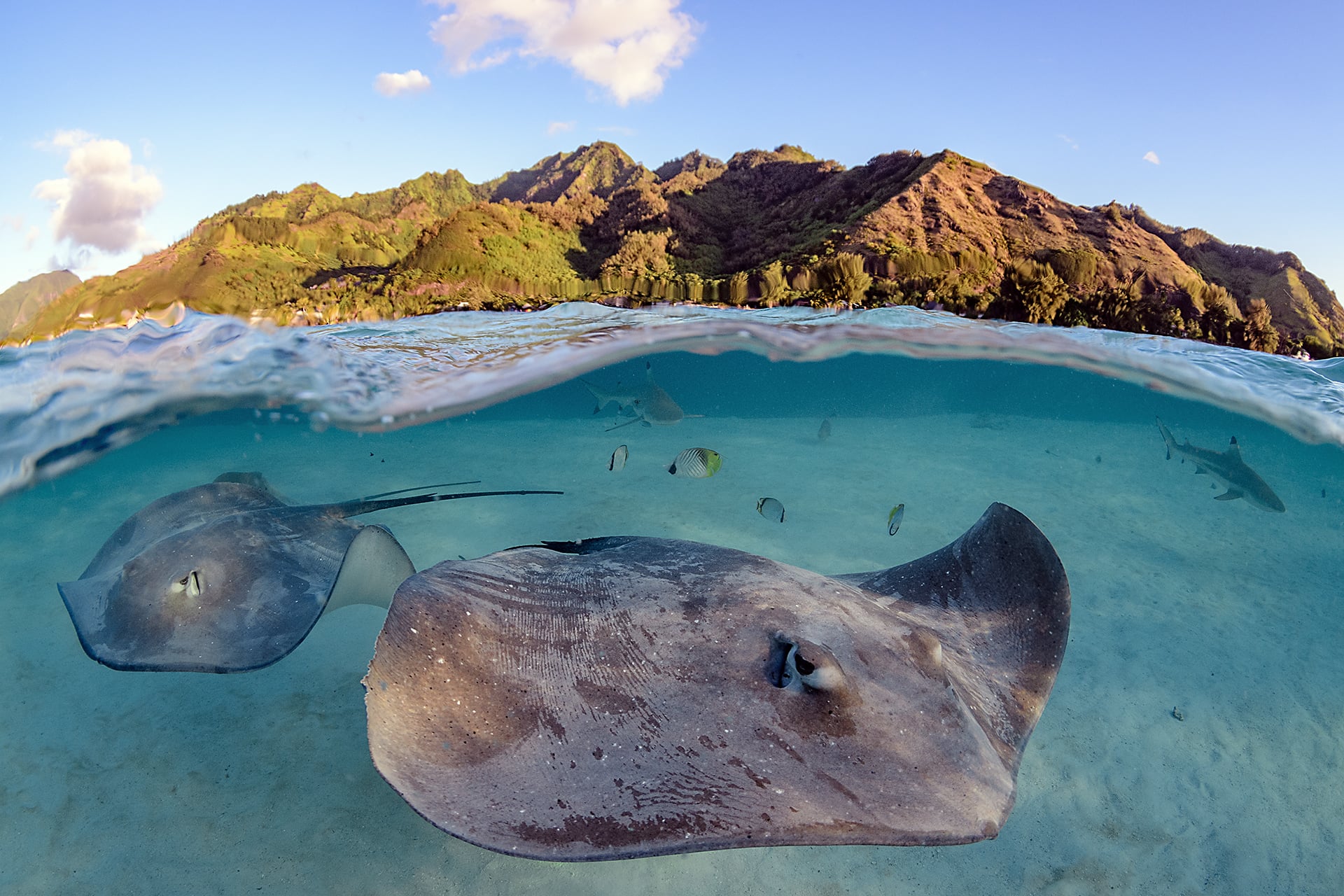 Swimming with Gentle Giants of Moorea 10 Swimming with Gentle Giants