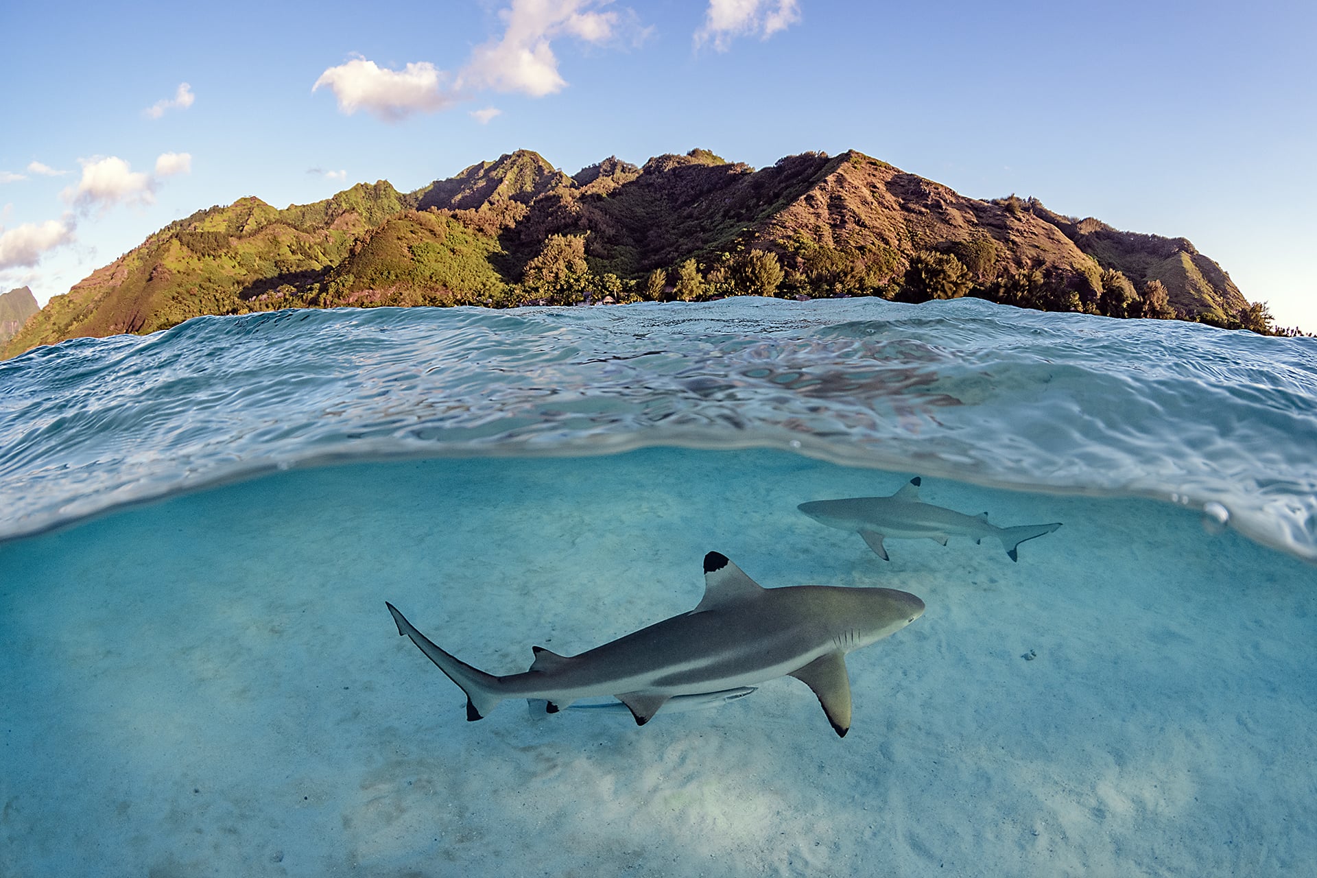 Swimming with Gentle Giants of Moorea 4 Swimming with Gentle Giants