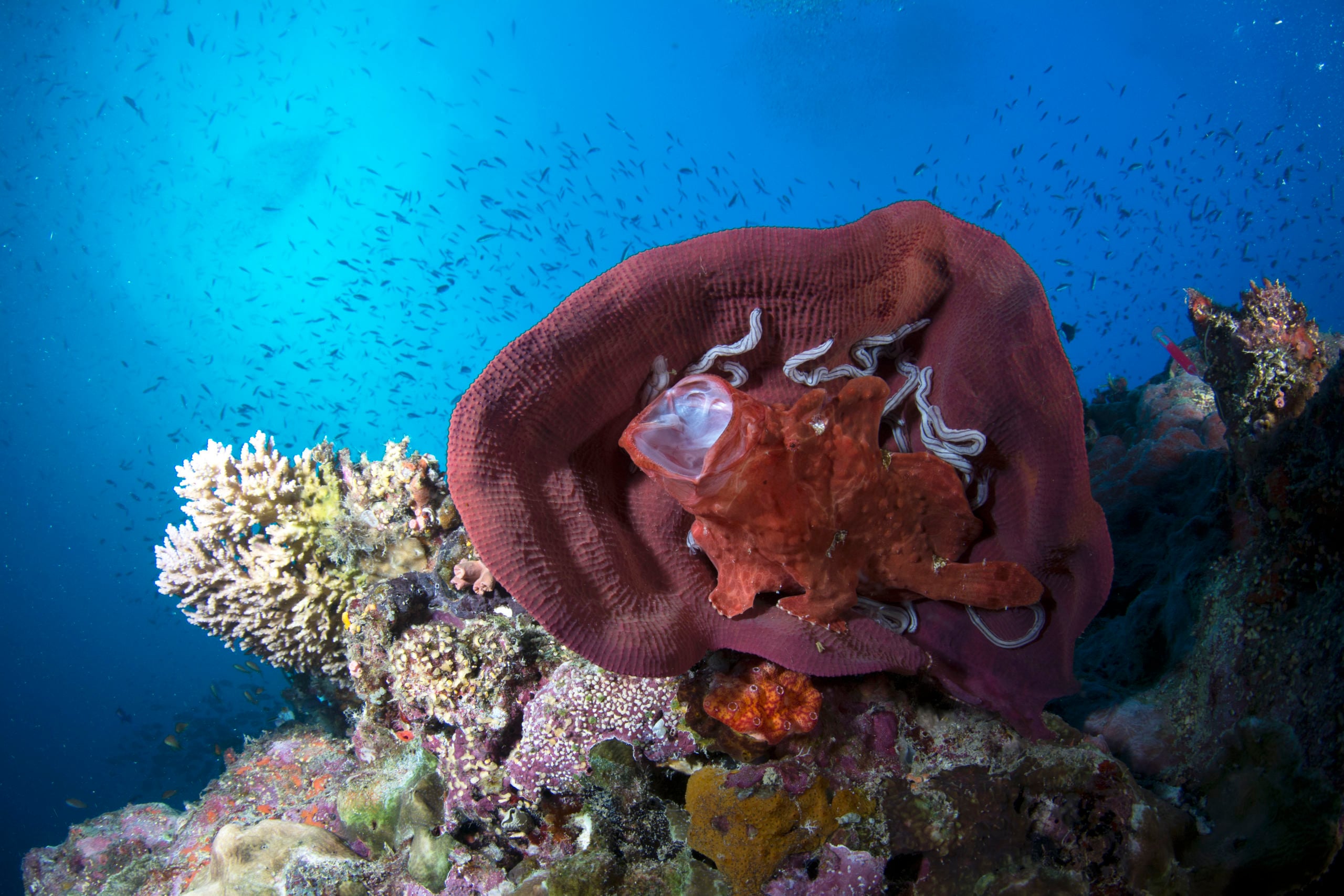 Scuba Diving the Ribbon Reefs Cairns Part 3