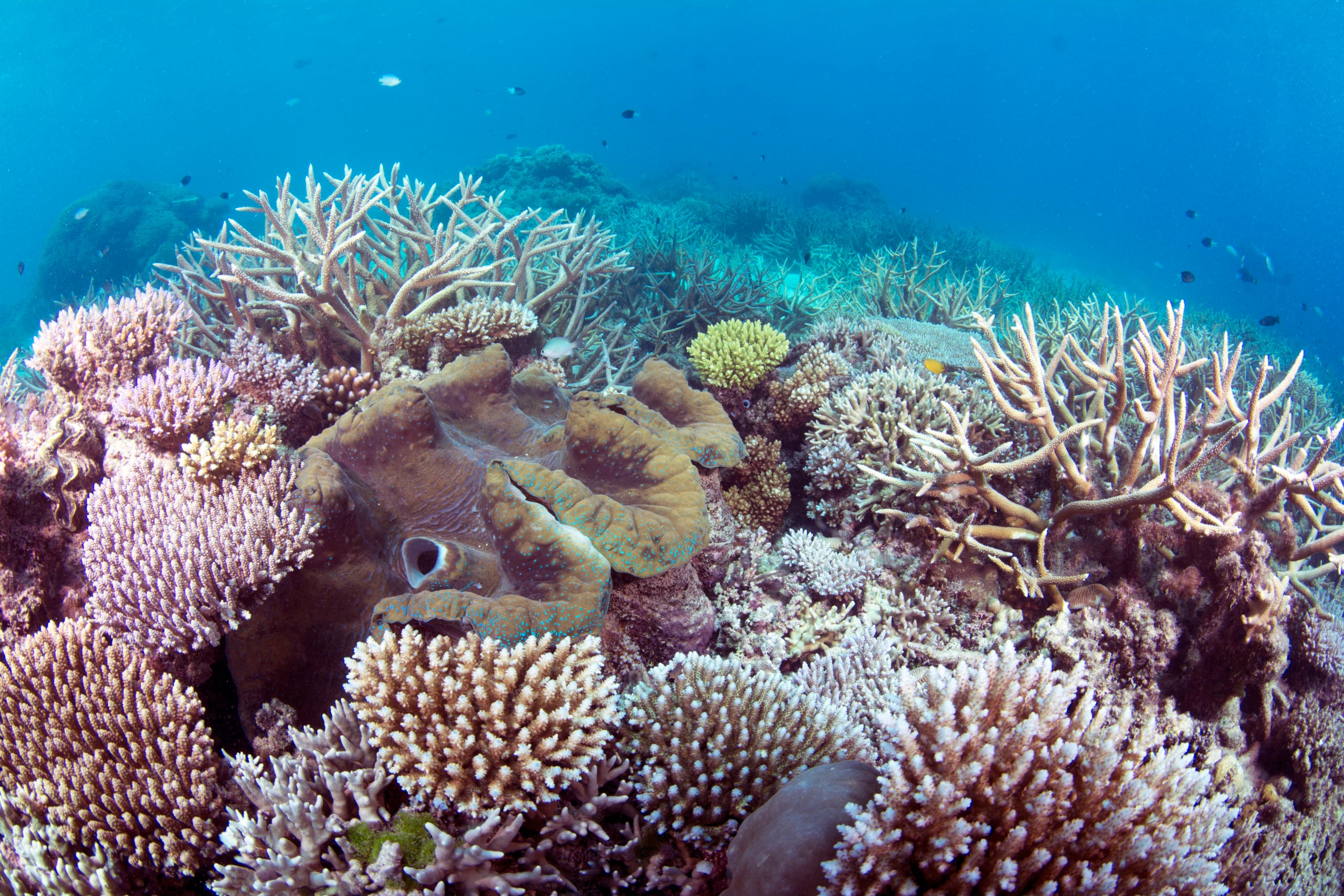 Scuba Diving the Ribbon Reefs Cairns Part 3
