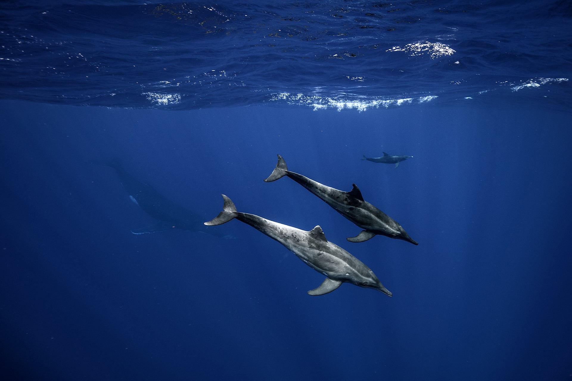 Swimming with Gentle Giants of Moorea 6 Swimming with Gentle Giants