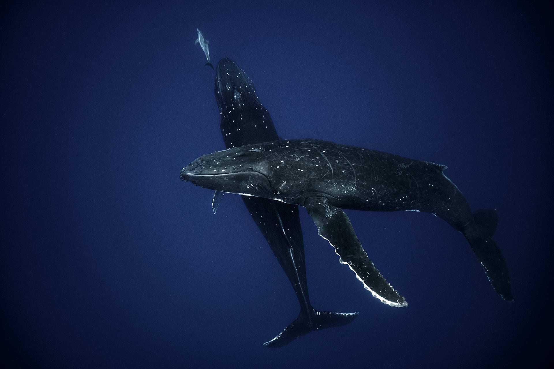 Swimming with Gentle Giants of Moorea 2 Swimming with Gentle Giants