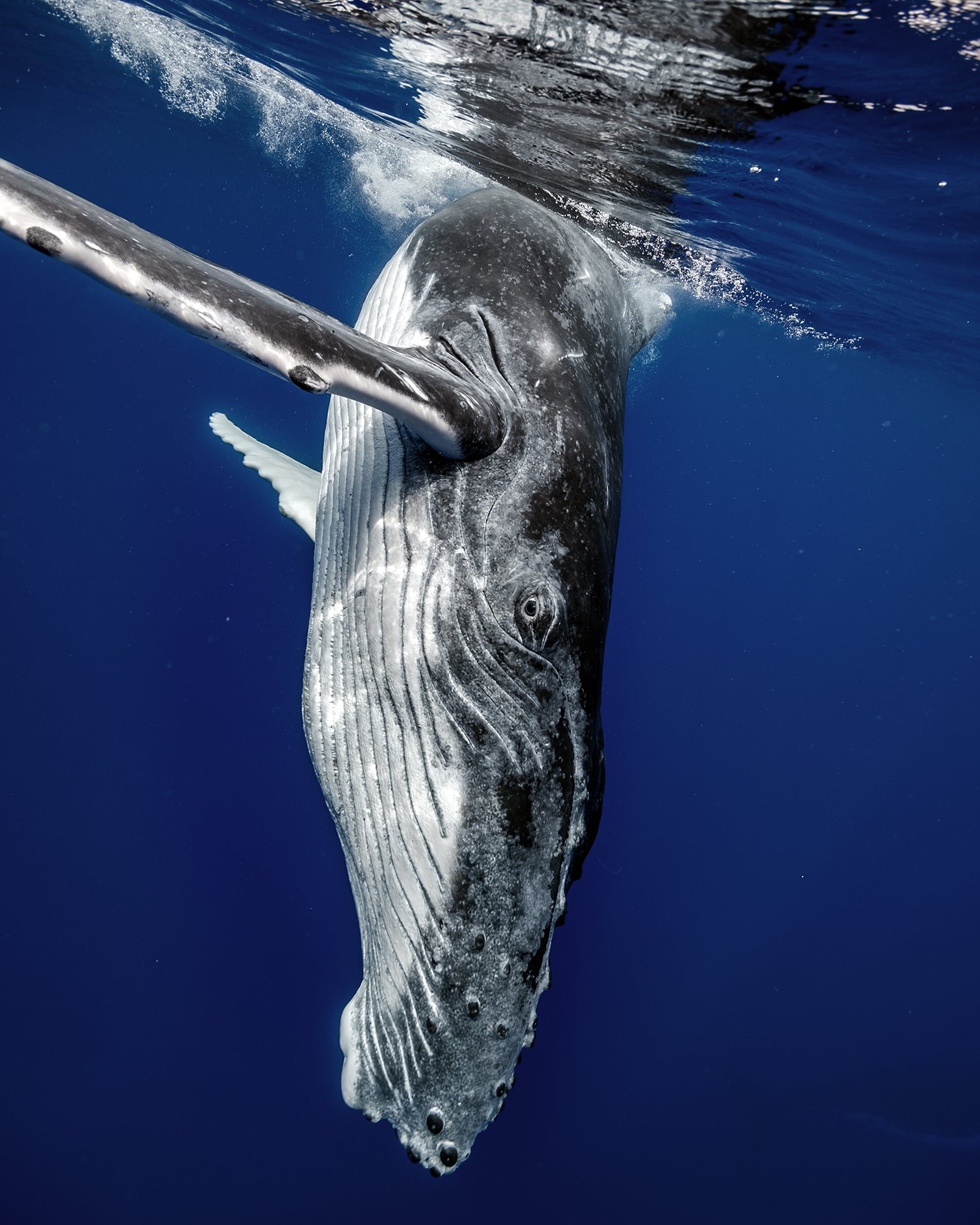 Swimming with Gentle Giants of Moorea 9 Swimming with Gentle Giants