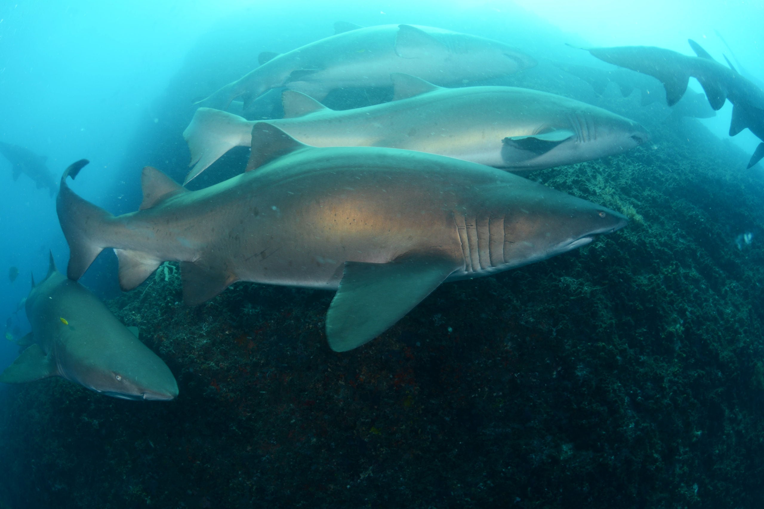 Outstanding Wolf Rock Trip Report 