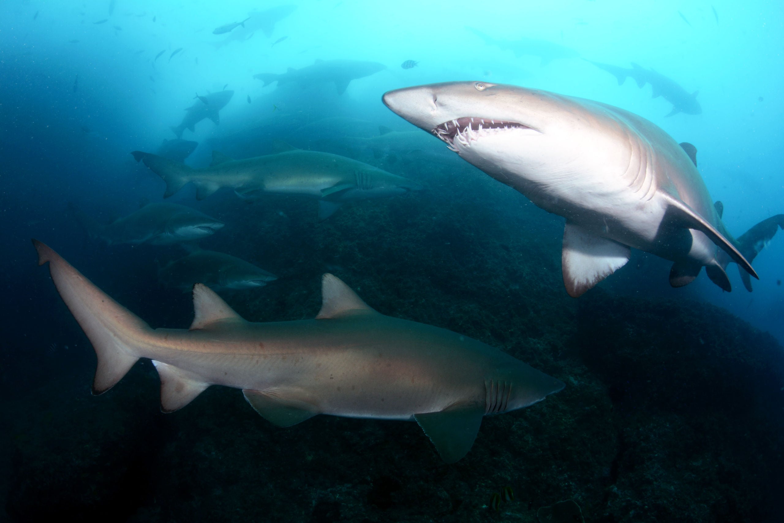Outstanding Wolf Rock Trip Report 