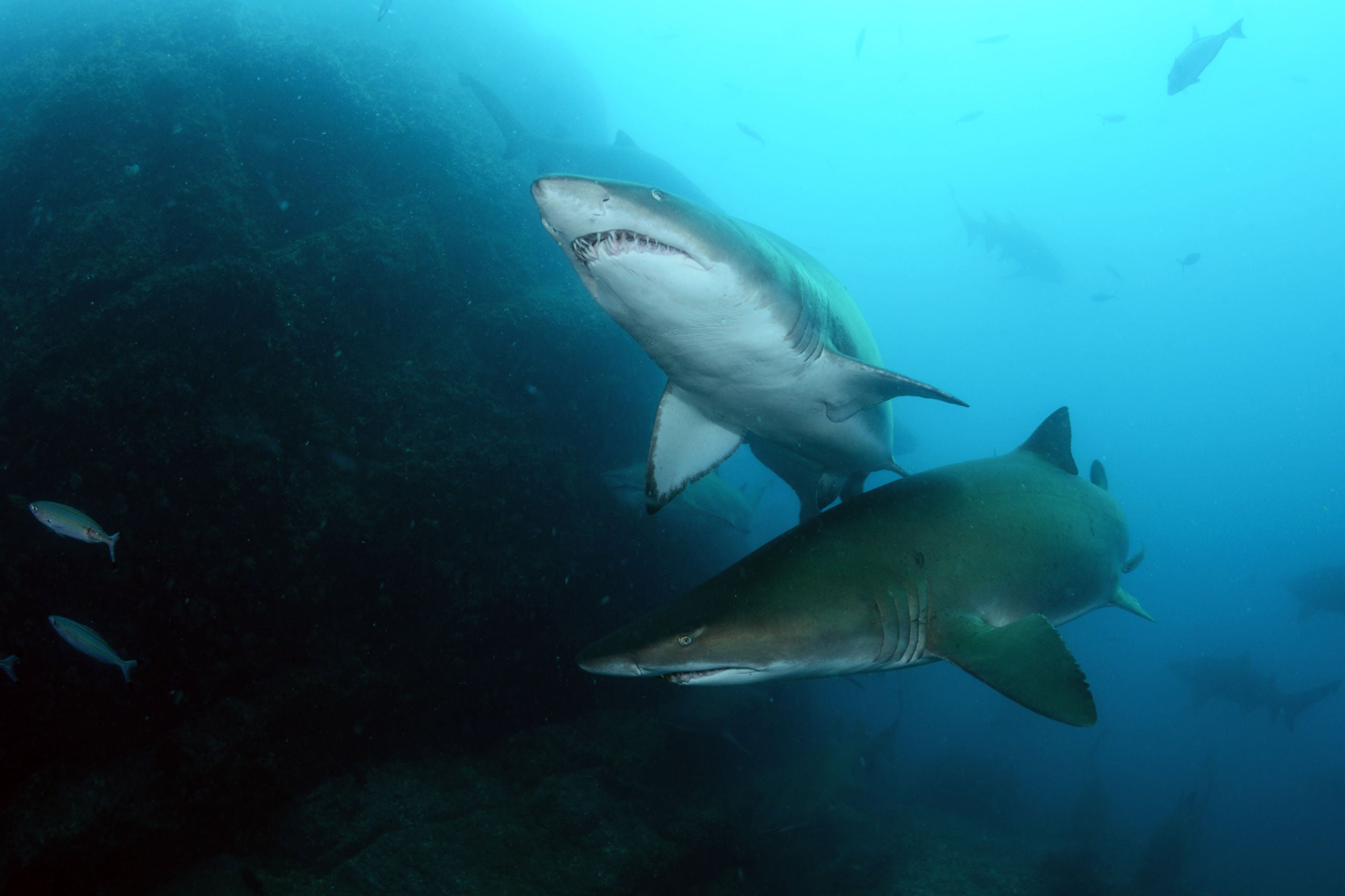 Outstanding Wolf Rock Trip Report 
