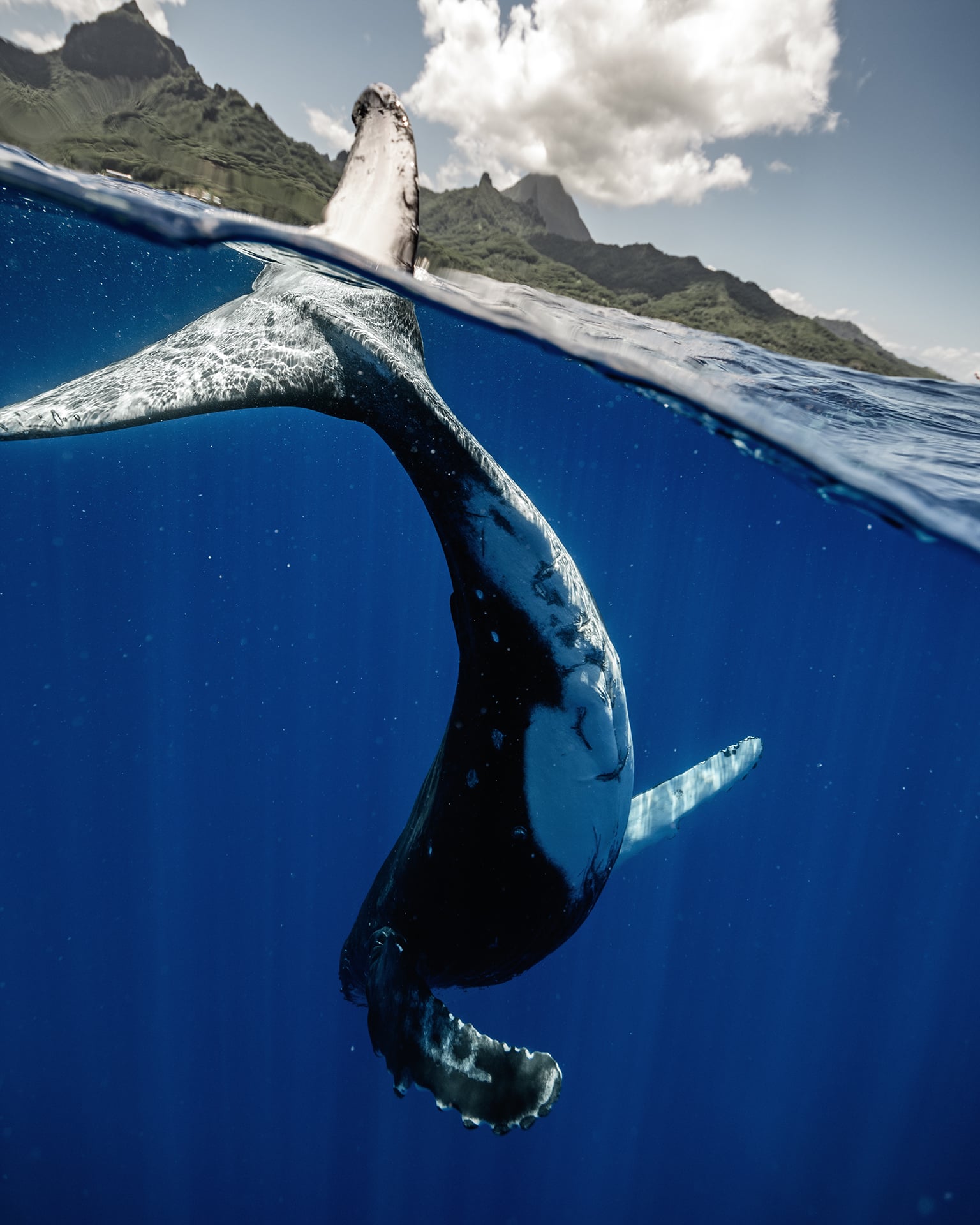 Swimming with Gentle Giants of Moorea 3 Swimming with Gentle Giants