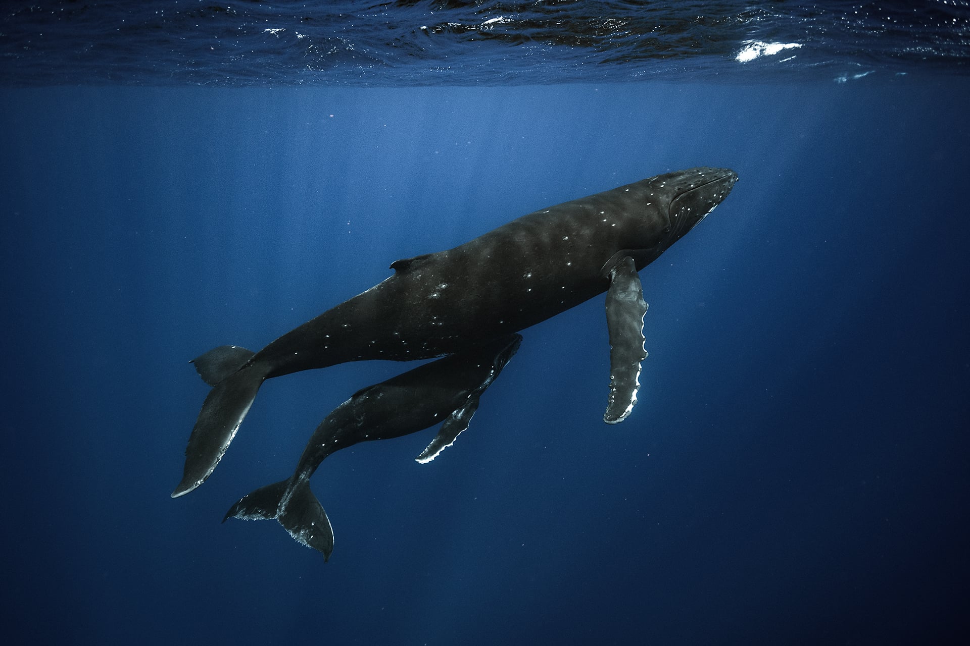 Swimming with Gentle Giants of Moorea 13 Swimming with Gentle Giants