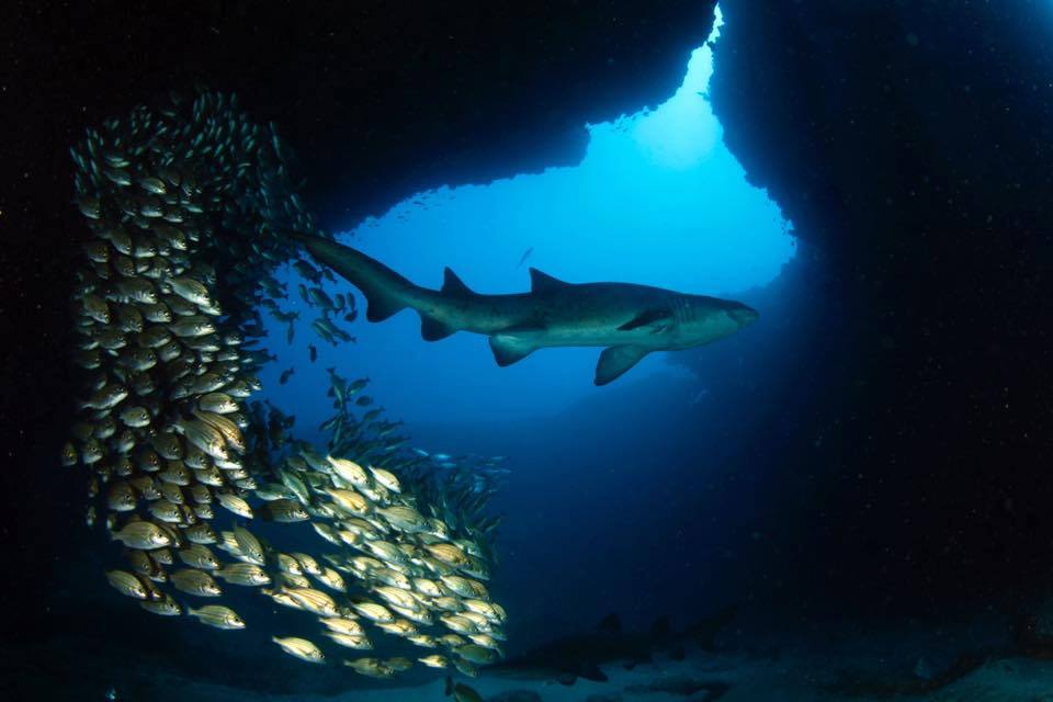 Spectacular Sardine Run in South Africa 5 Spectacular Sardine Run
