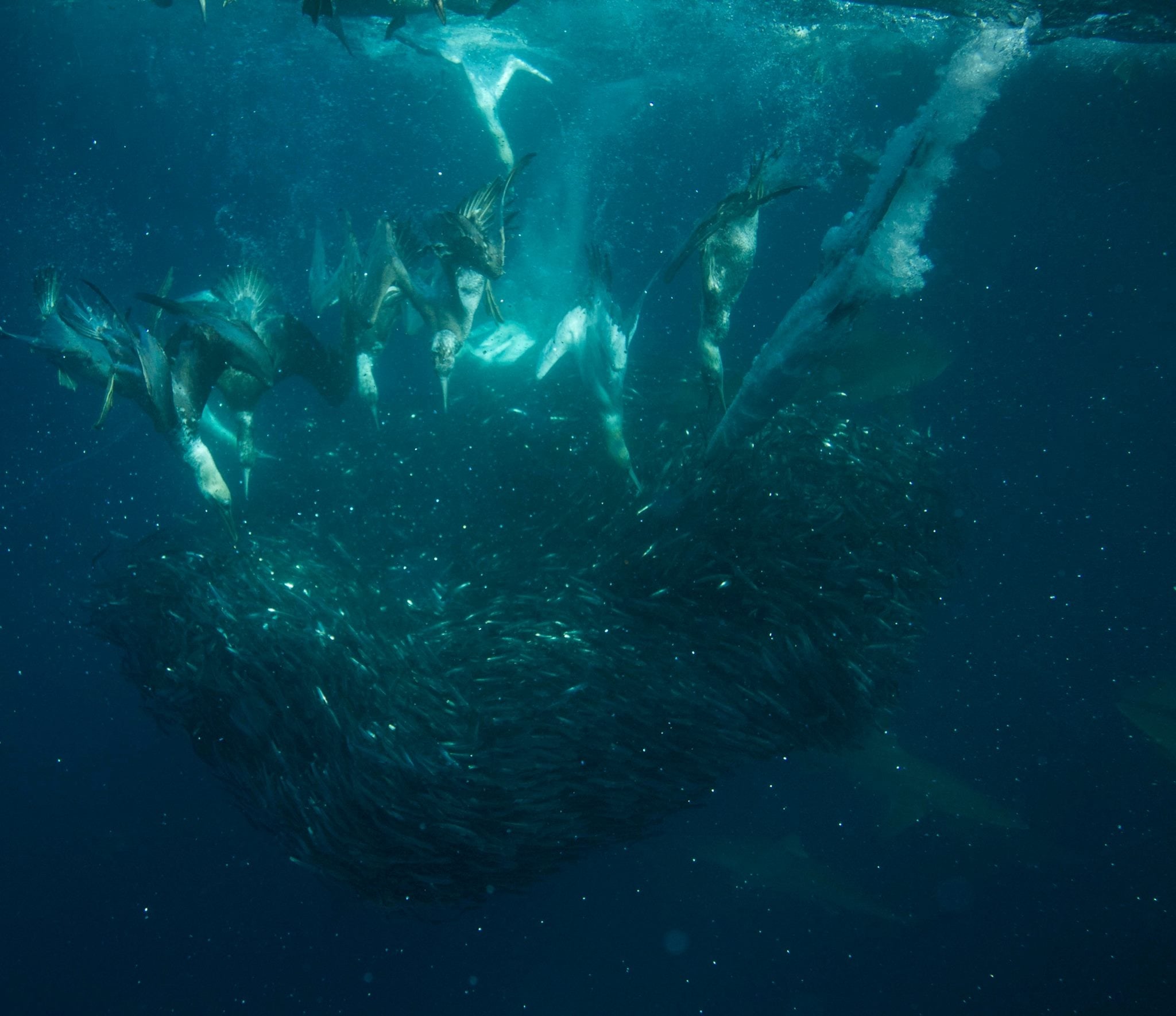 Spectacular Sardine Run in South Africa 1 Spectacular Sardine Run