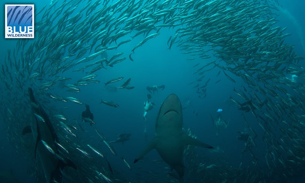 Spectacular Sardine Run in South Africa 4 Spectacular Sardine Run