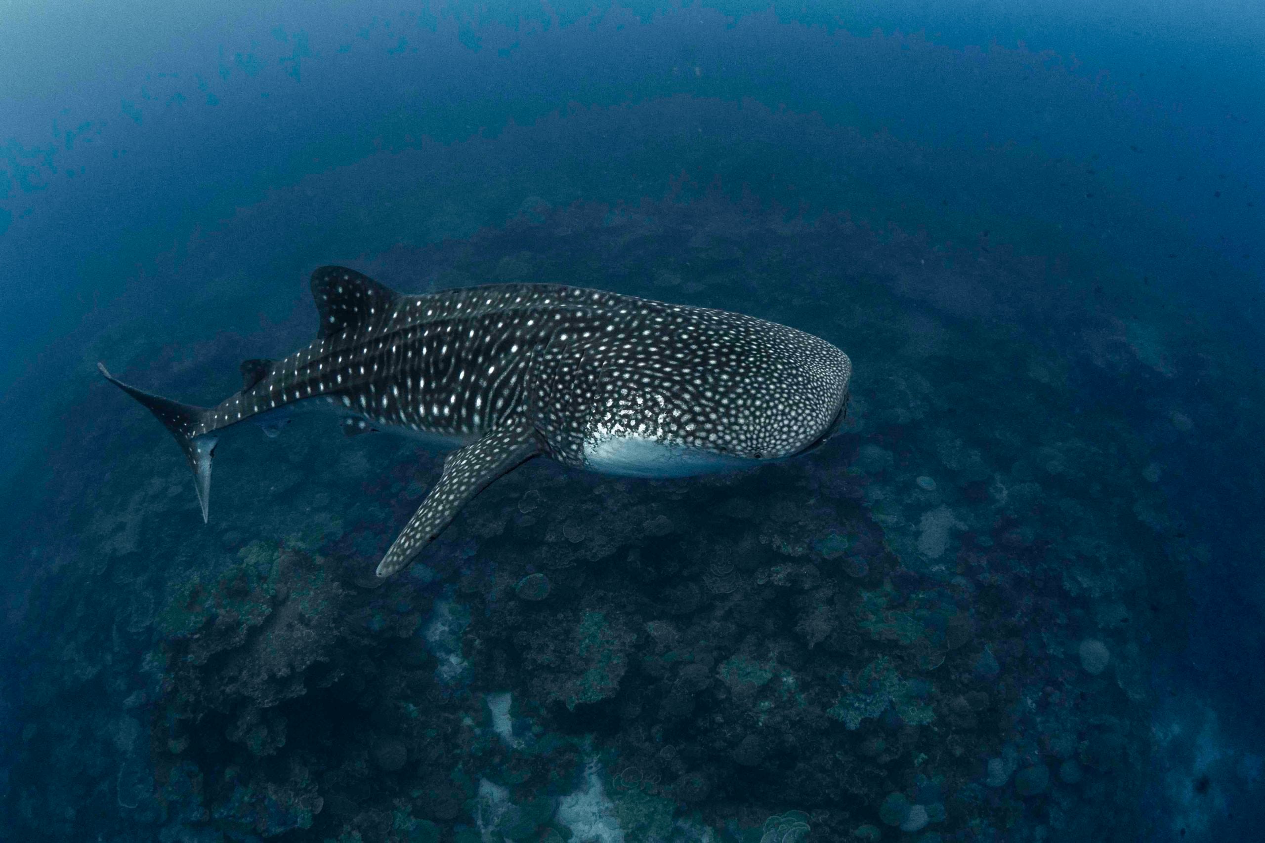 Christmas Island Diving Australia’s Galapagos
