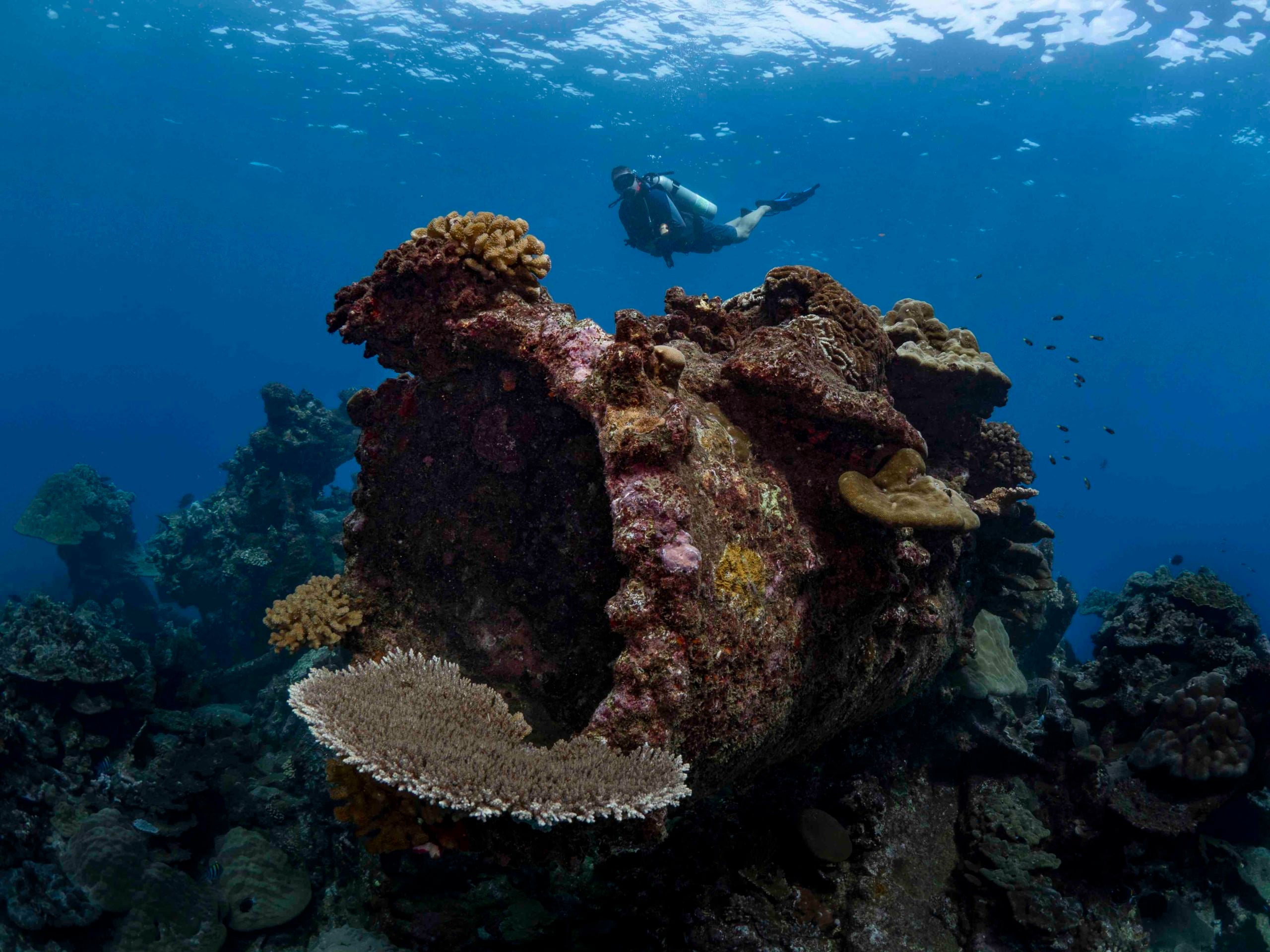 Christmas Island Diving Australia’s Galapagos