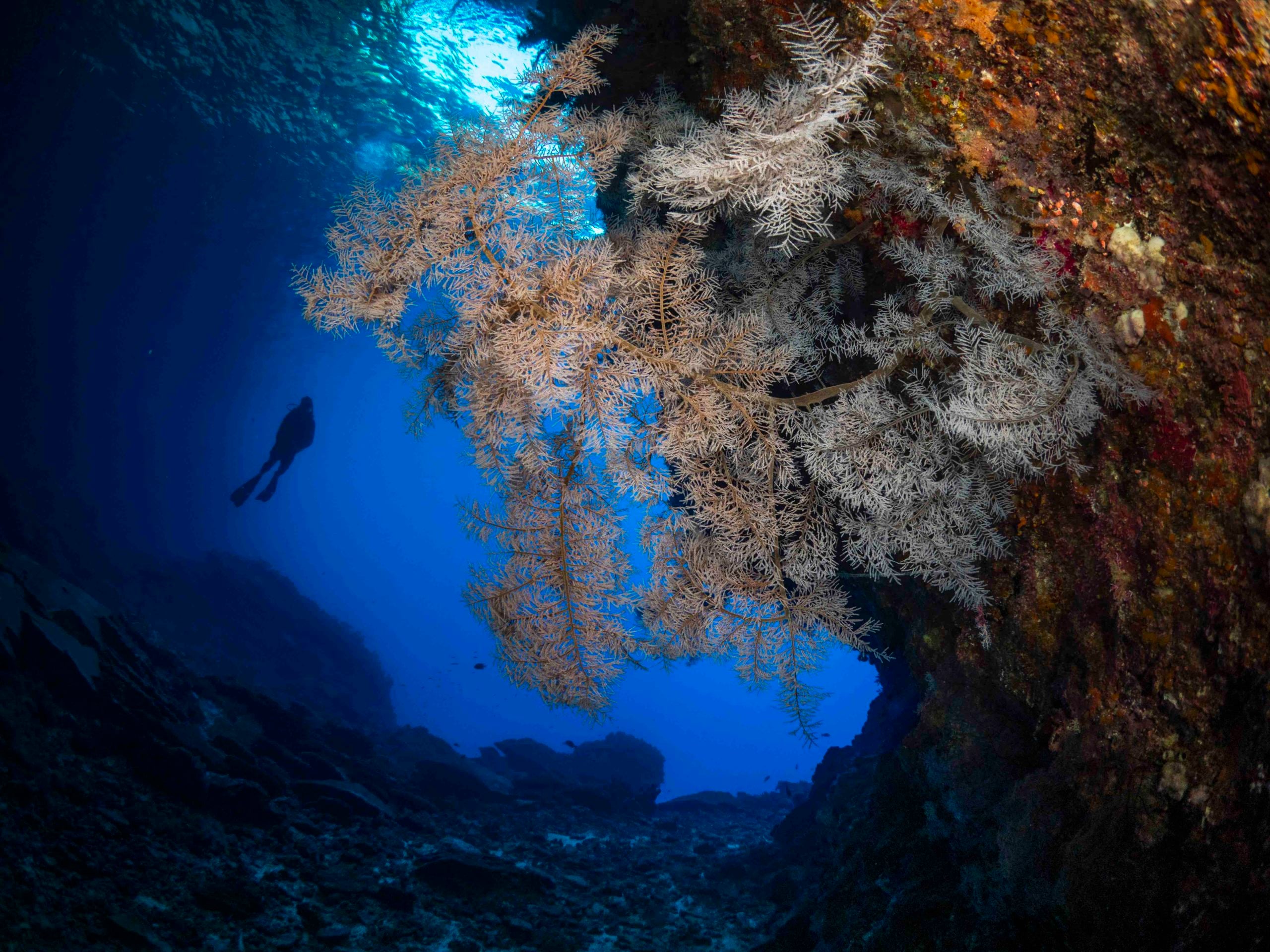 Christmas Island Diving Australia’s Galapagos