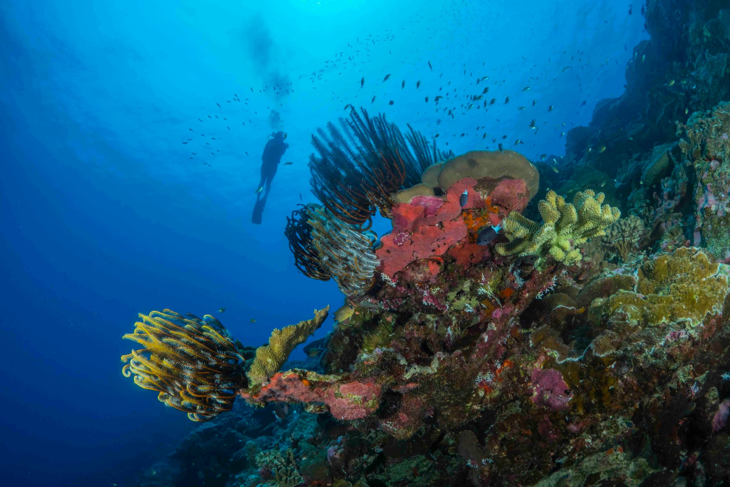 Christmas Island Diving Australia’s Galapagos