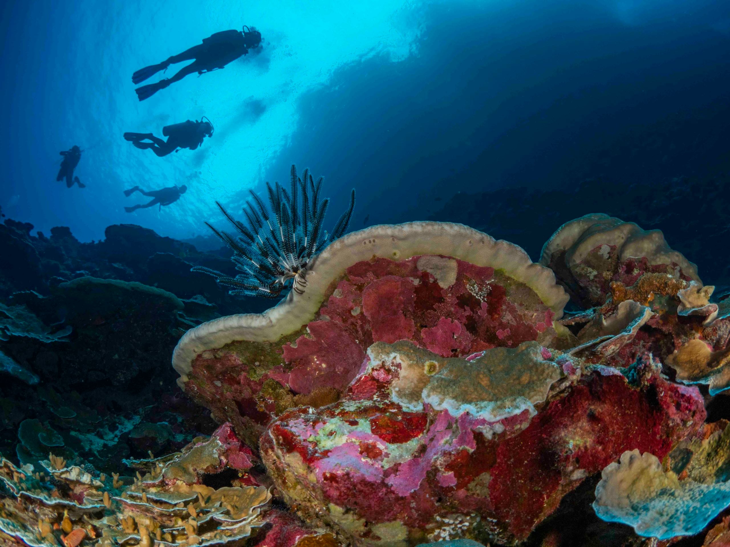 Christmas Island Diving Australia’s Galapagos