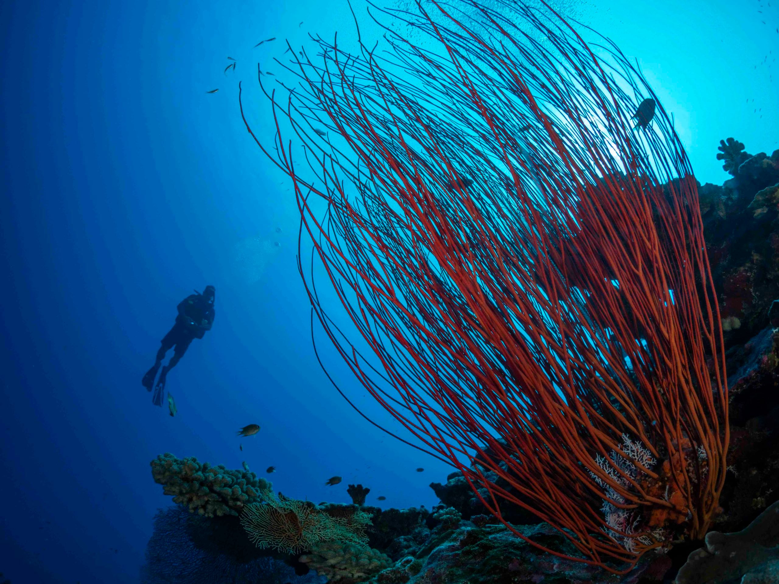 Christmas Island Diving Australia’s Galapagos