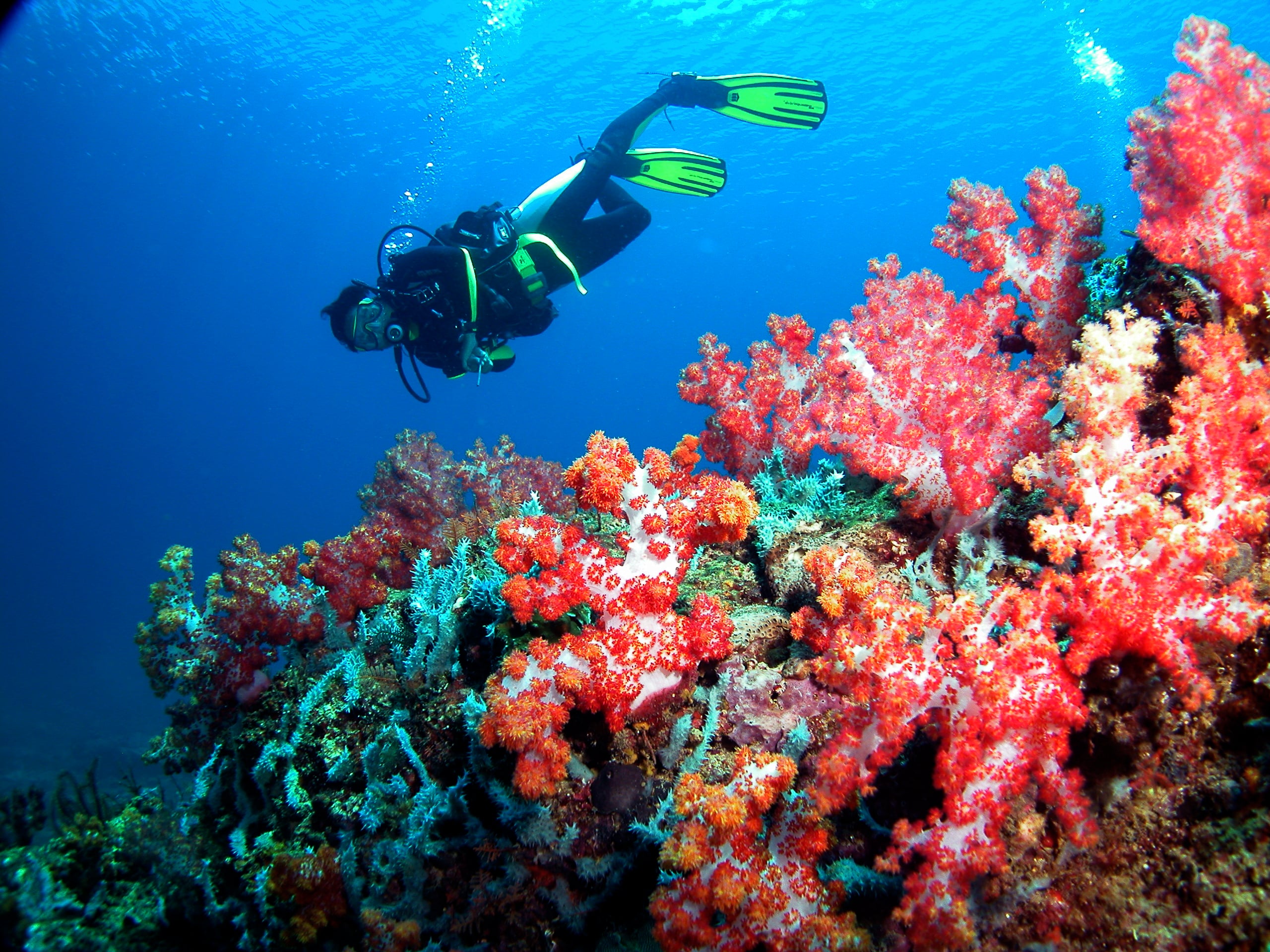 Discover Diving in Sarawak