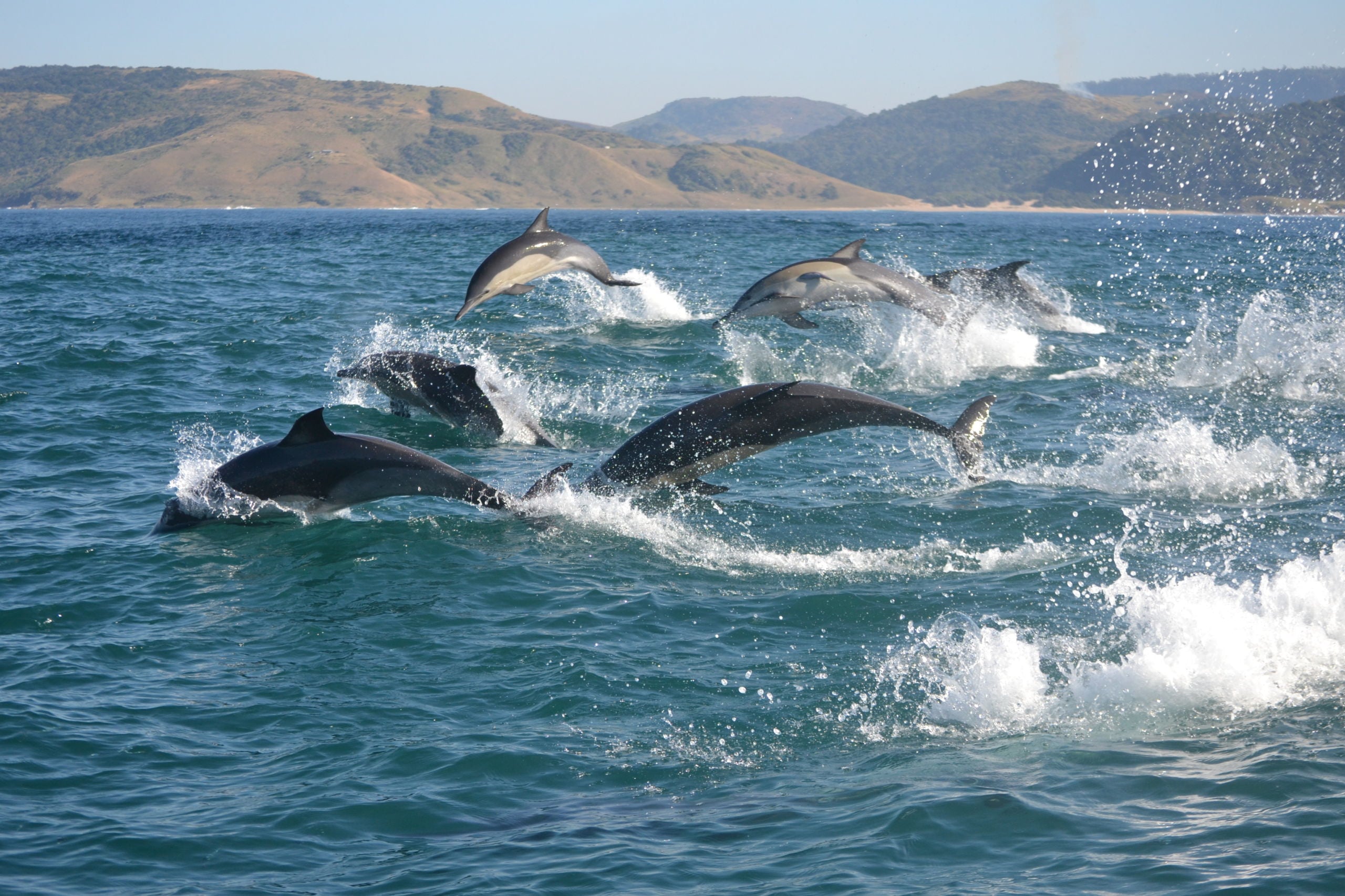 Spectacular Sardine Run in South Africa 2 Spectacular Sardine Run