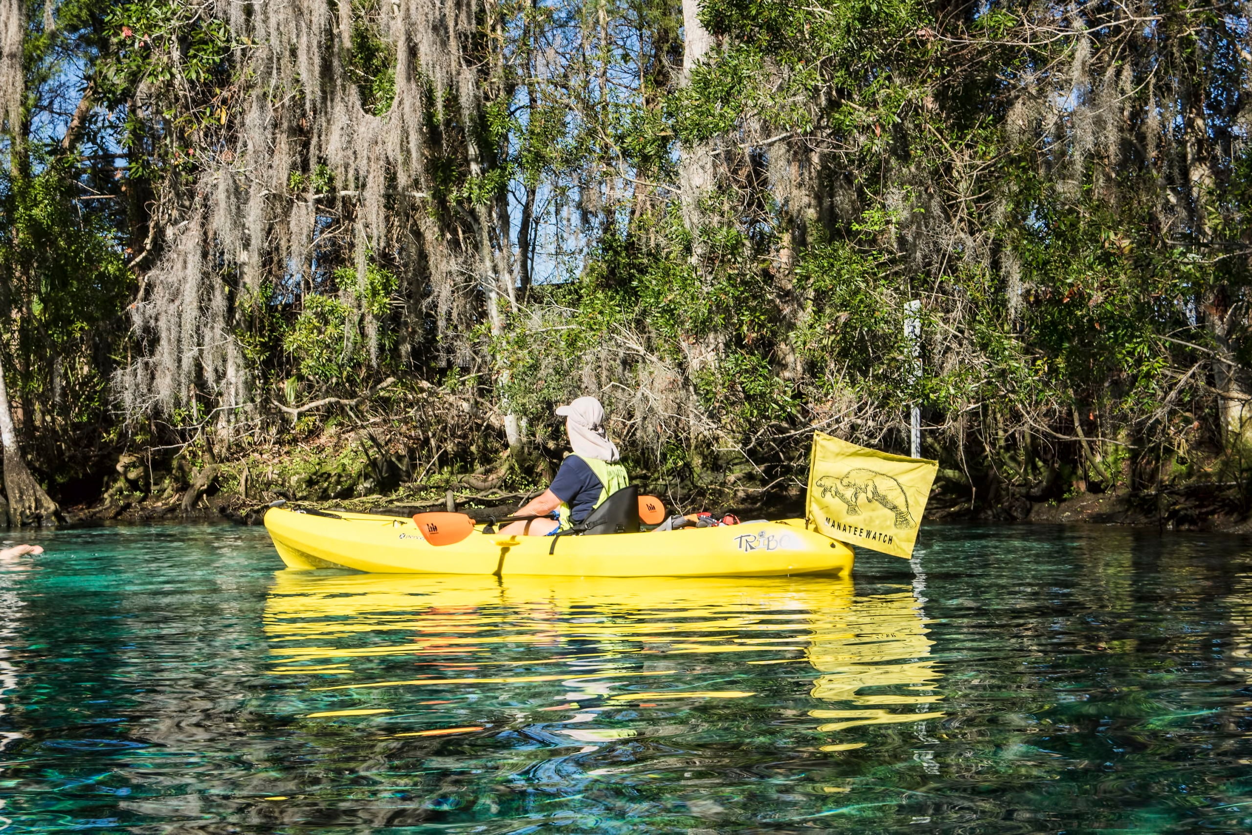 Manatees of the Crystal River - Big Animal Encounters with Don Silcock