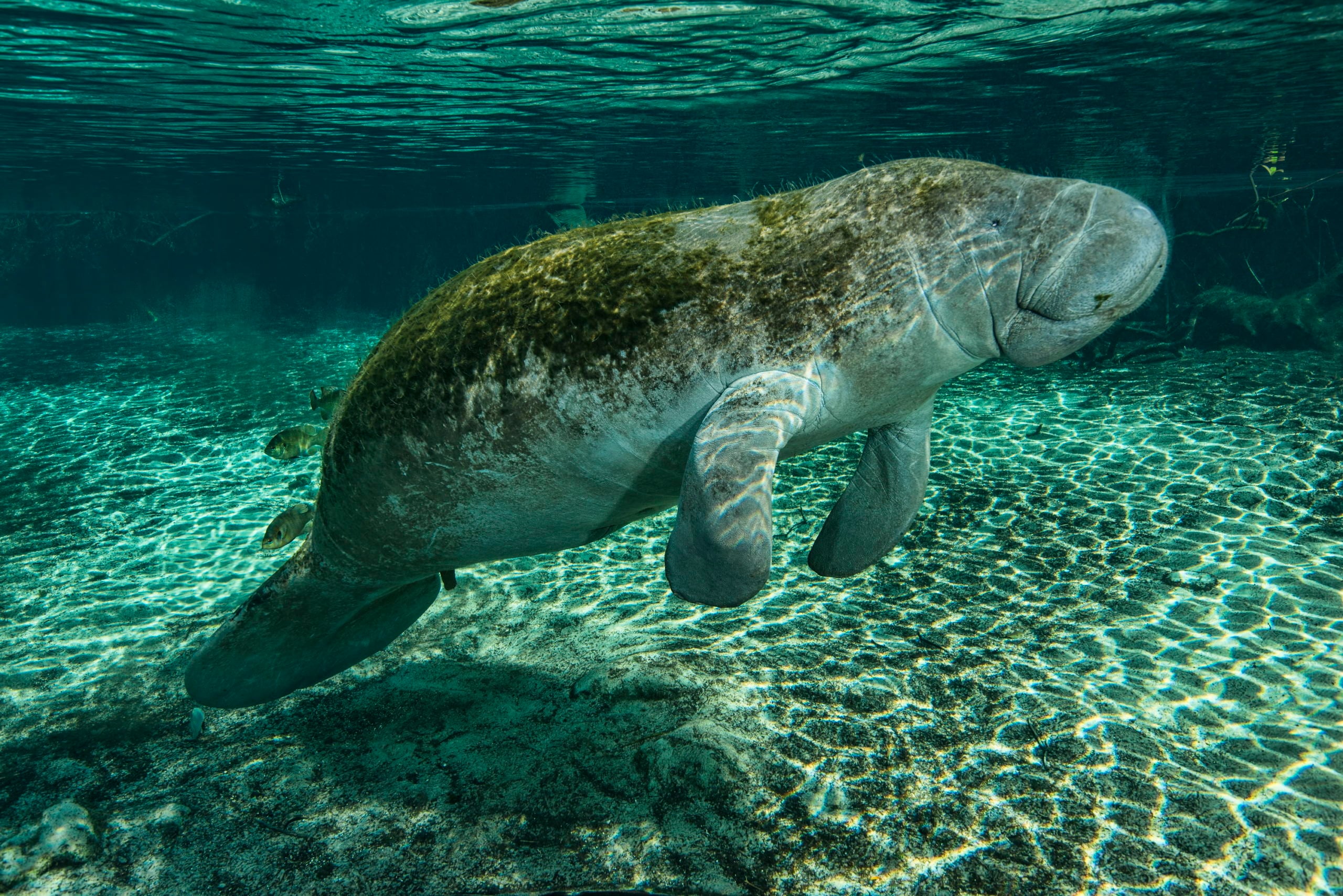 Manatees of the Crystal River - Big Animal Encounters with Don Silcock