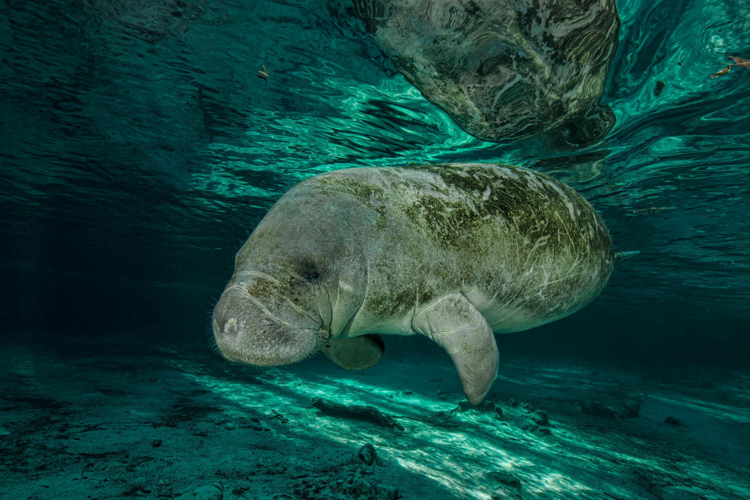 Manatees of the Crystal River - Big Animal Encounters with Don Silcock