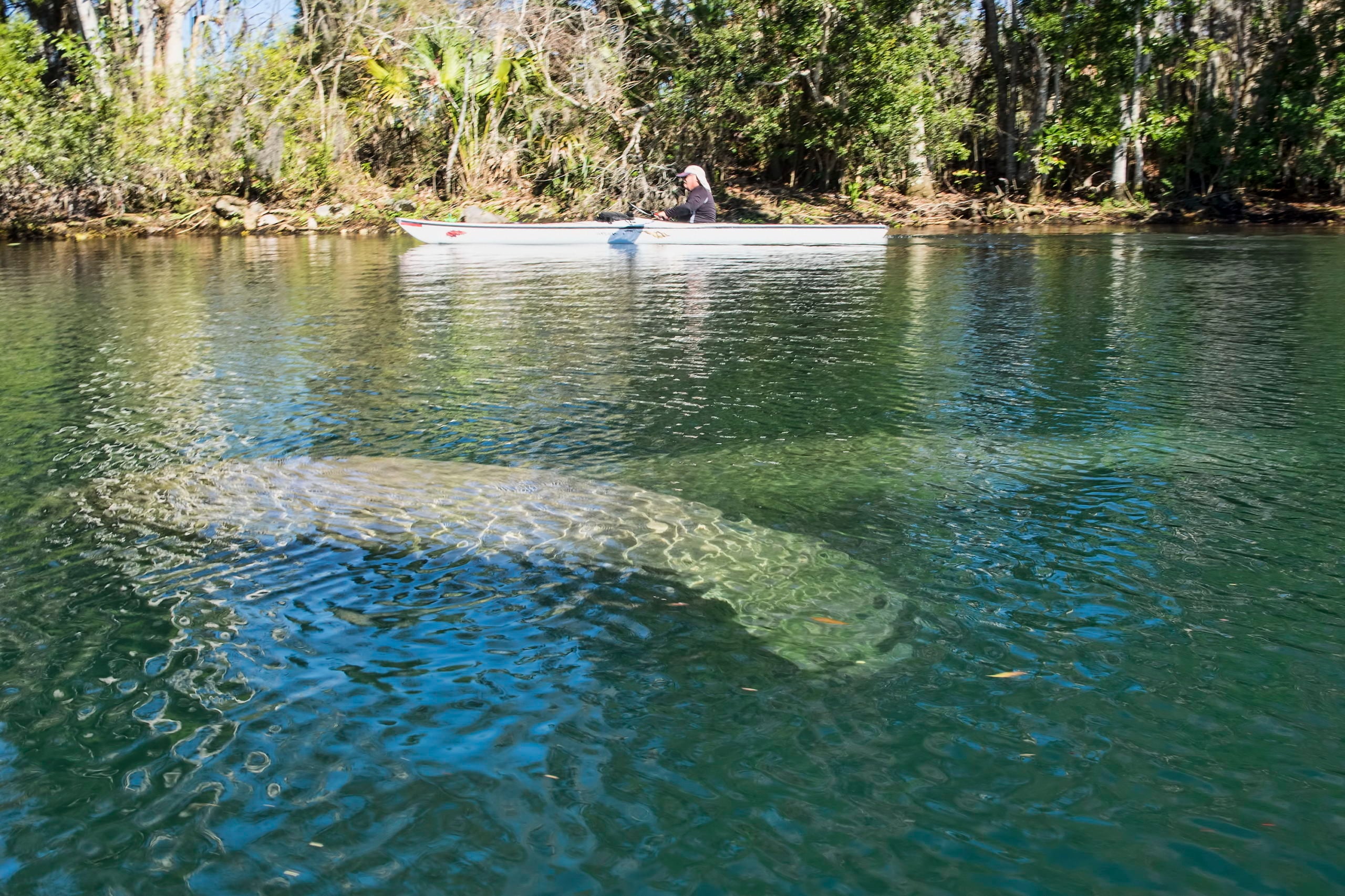 Manatees of the Crystal River - Big Animal Encounters with Don Silcock