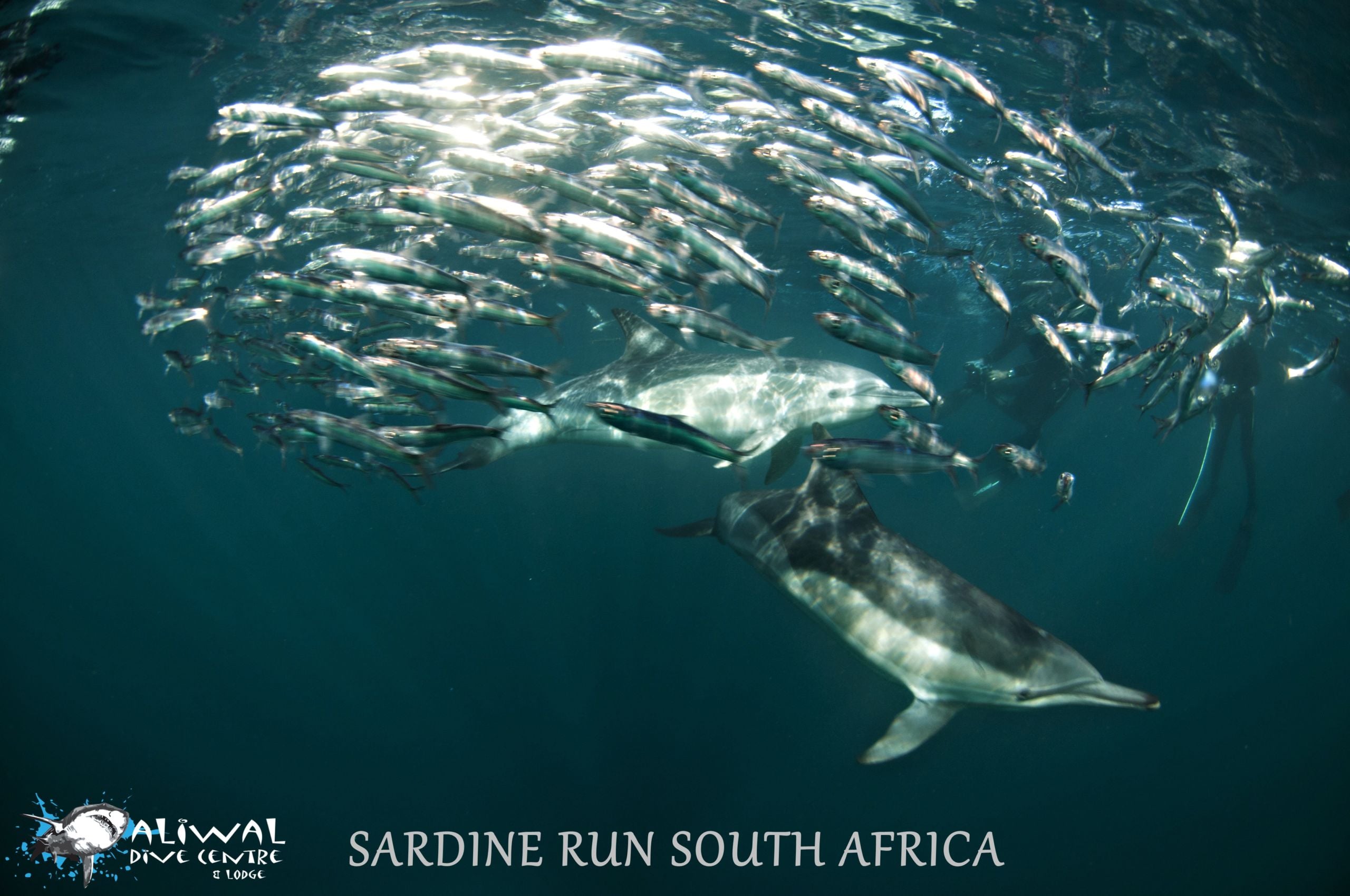 Spectacular Sardine Run in South Africa 3 Spectacular Sardine Run