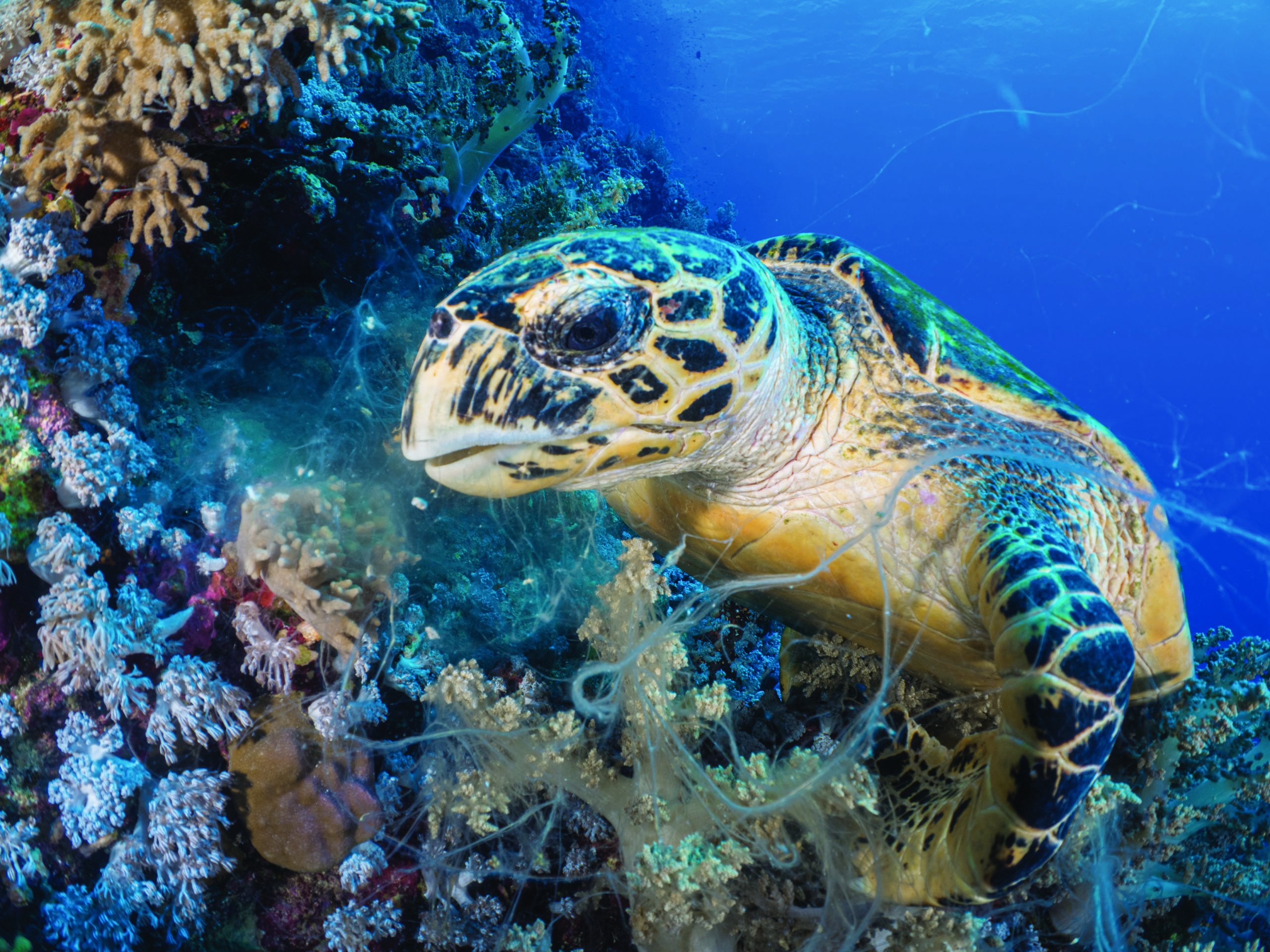 Here Come the Turtles 3 Here Come the Turtles