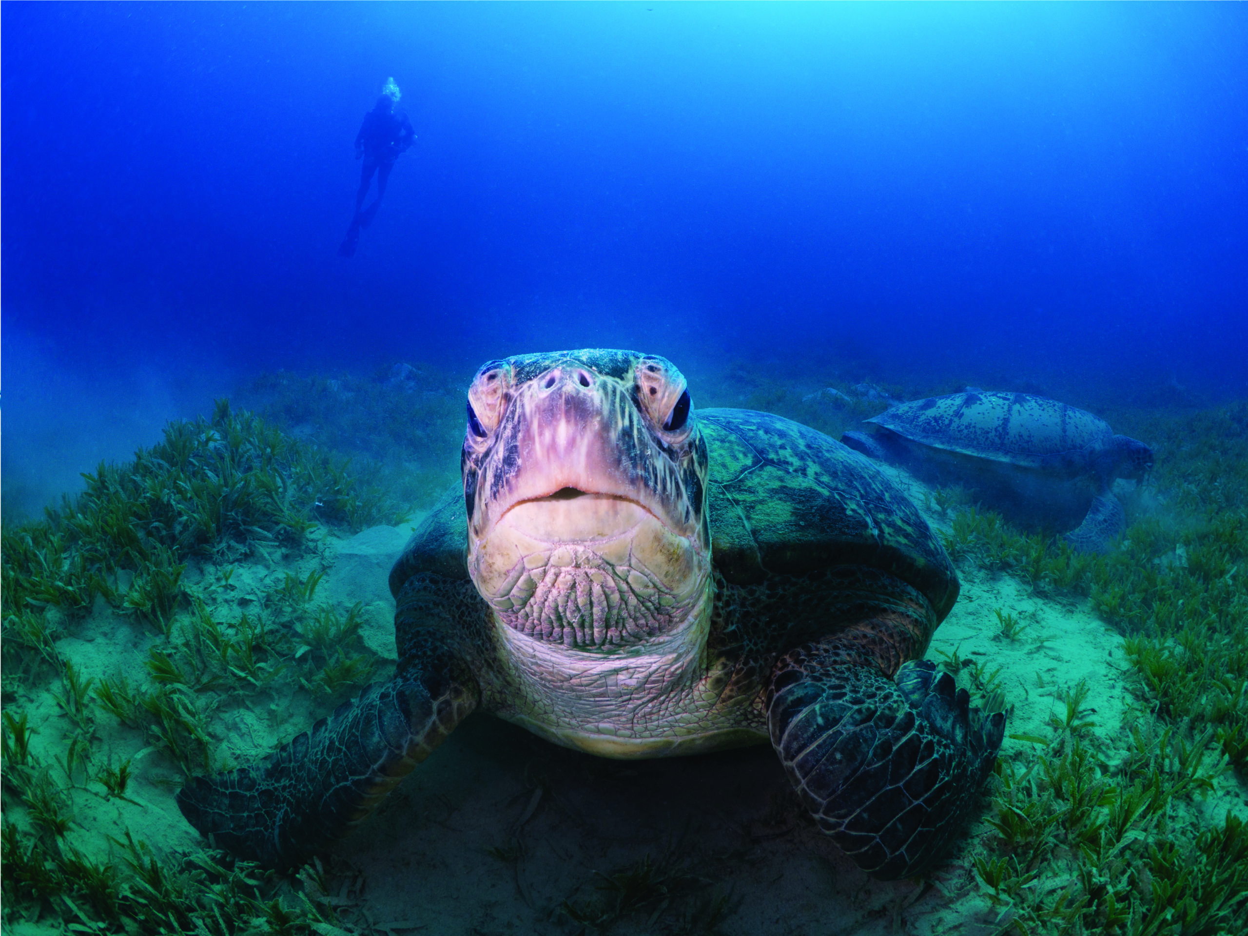 Here Come the Turtles 4 Here Come the Turtles