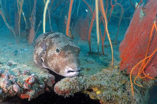 Discover Diving in Sarawak