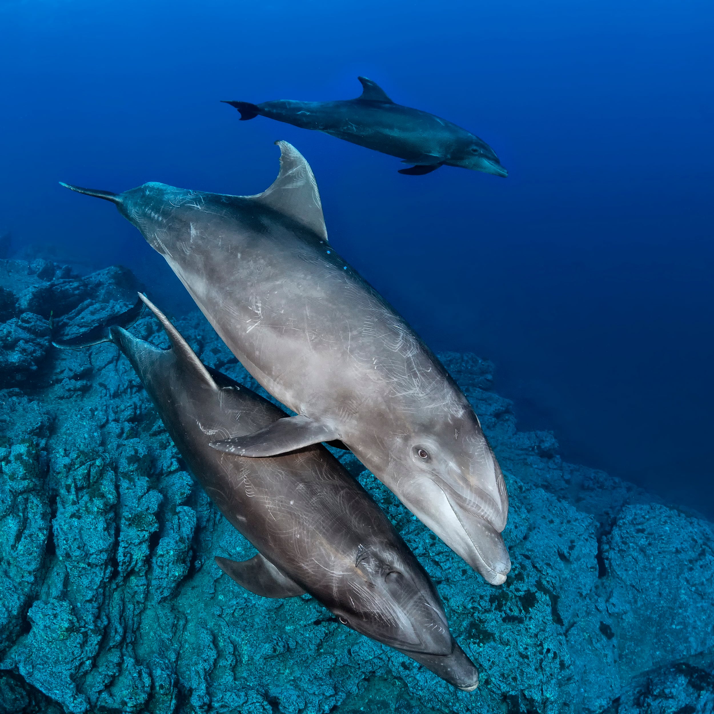 Diving Breathtaking Socorro 2 Diving Breathtaking Socorro