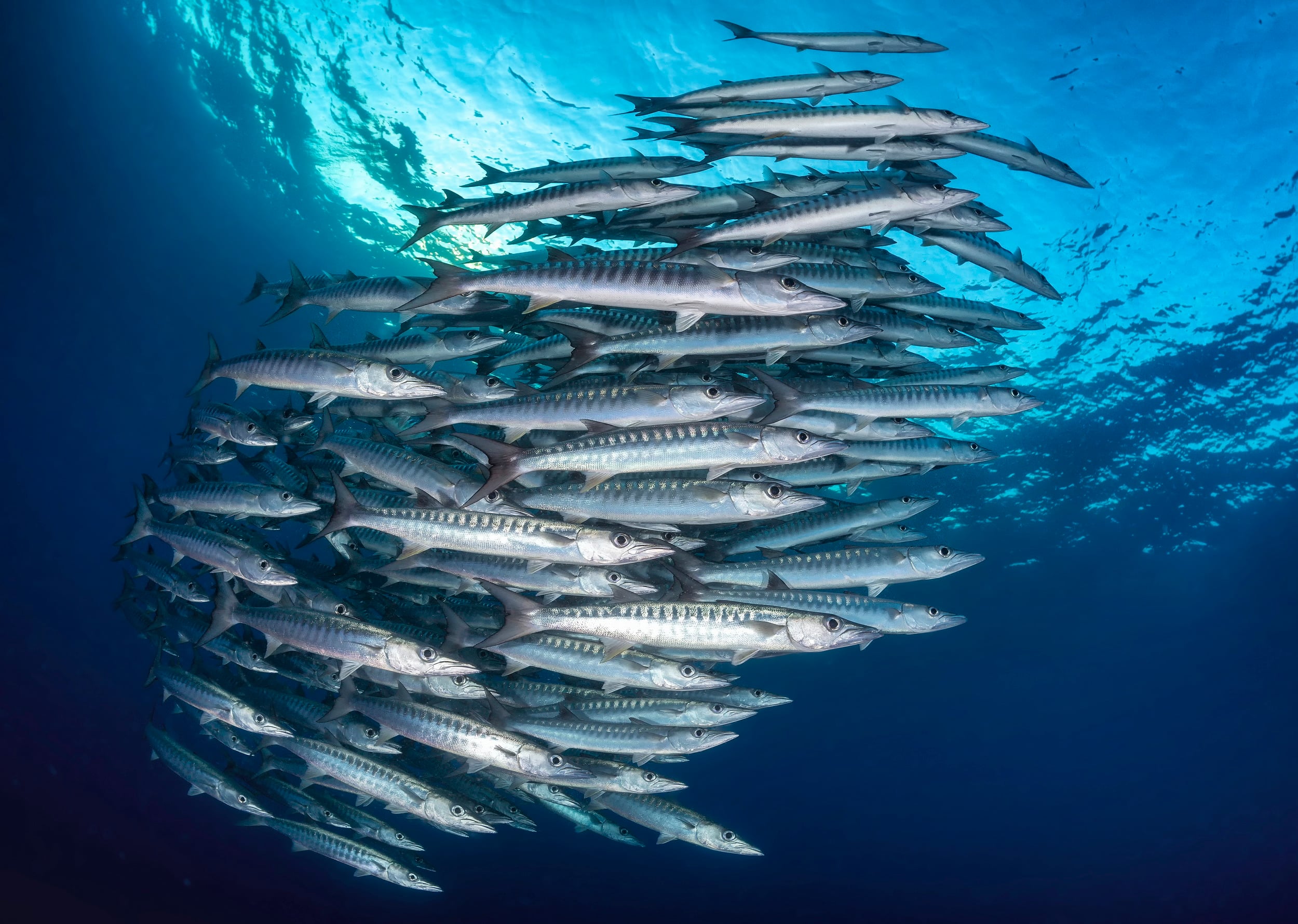 Breathtaking New Britain - Scuba Diving PNG