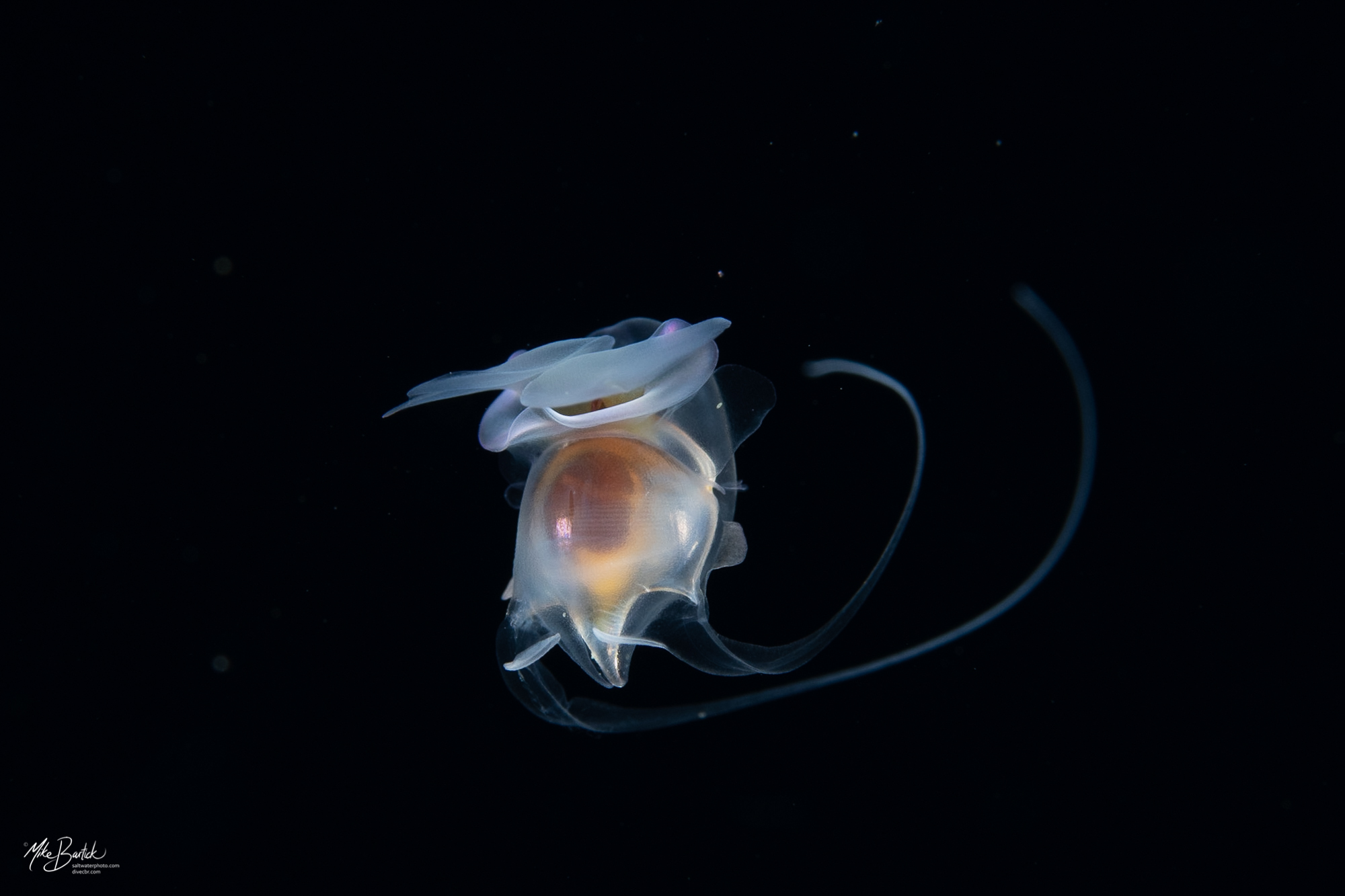  Stunning Blackwater World of Cozumel