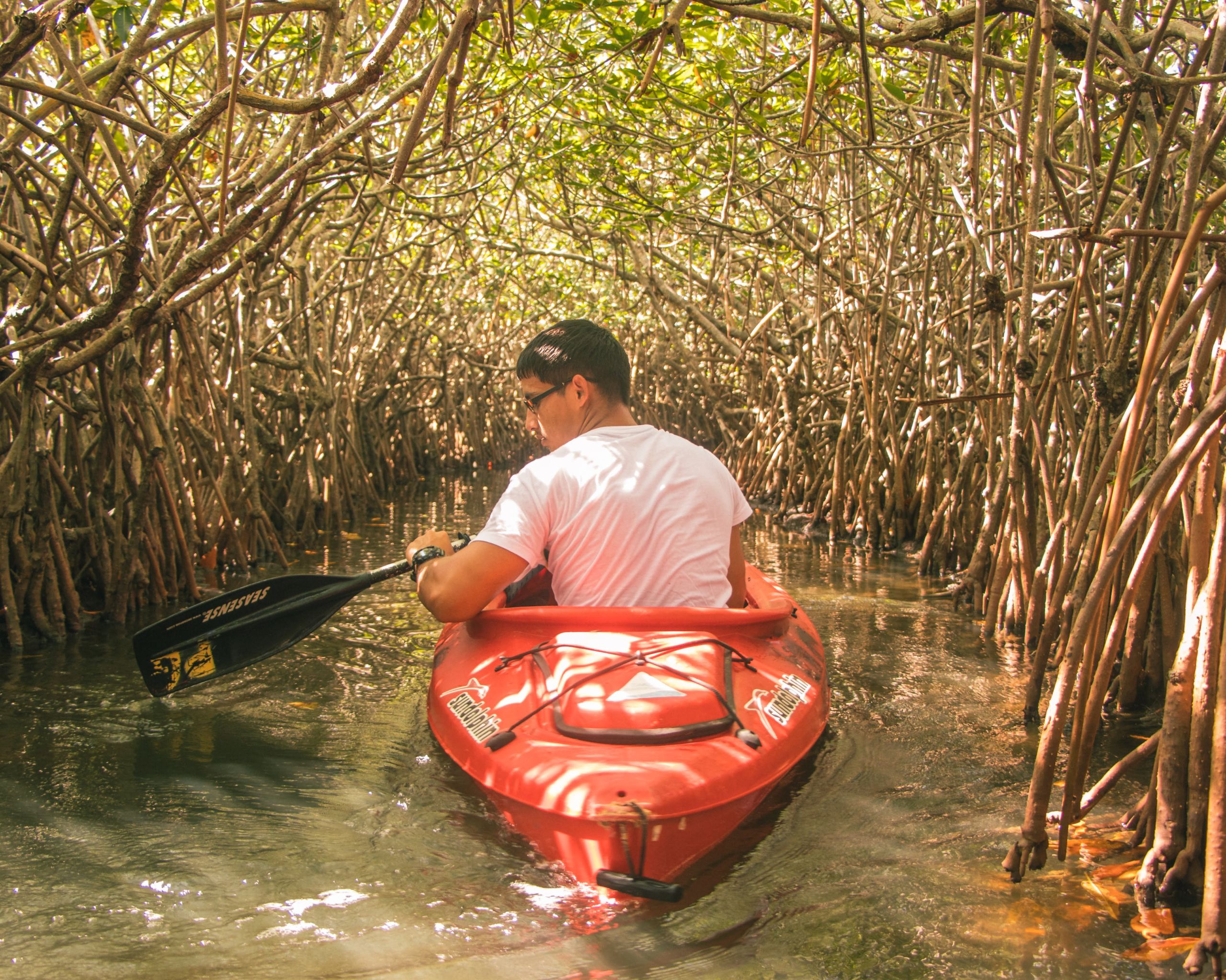 Marvellous Mangrove Forests 