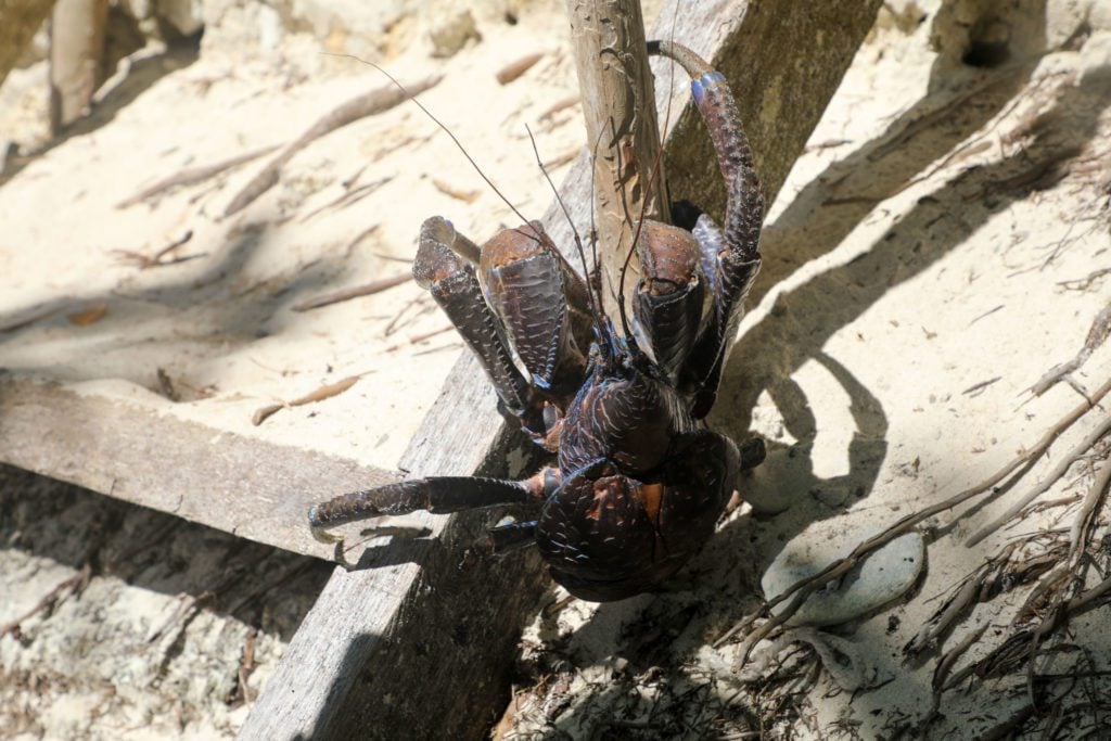 Endangered Coconut Crabs